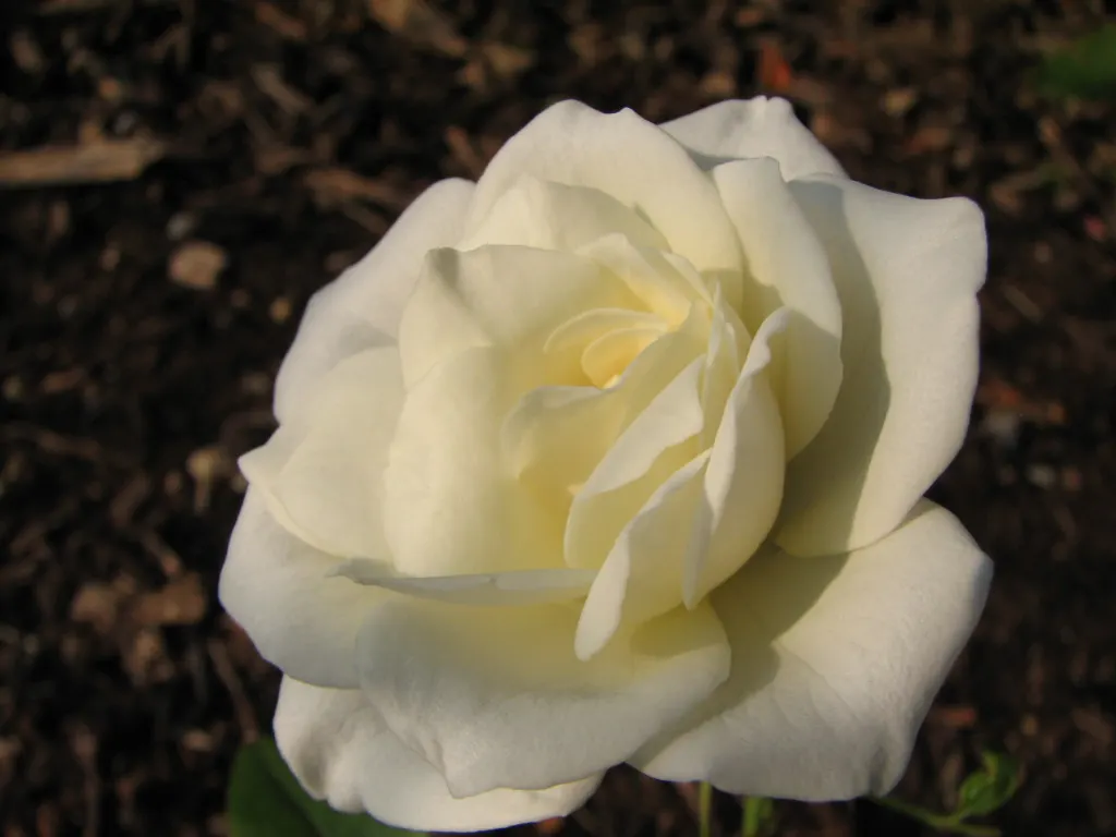 White Tree Roses (Rosa Tree Variety White) — the White Tree Rose is resistant to common diseases