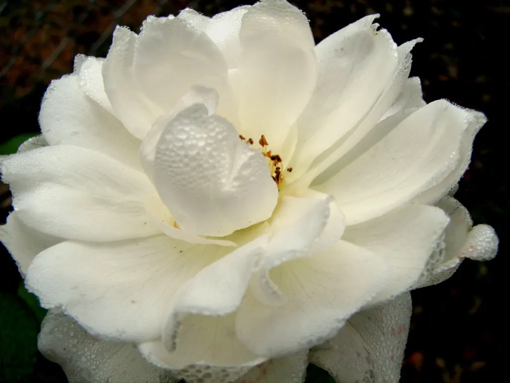 White Tree Roses (Rosa Tree Variety White) — receiving at least 6 hours of direct sunlight daily; slow-release fertilizer in early spring.<br><br>Regular