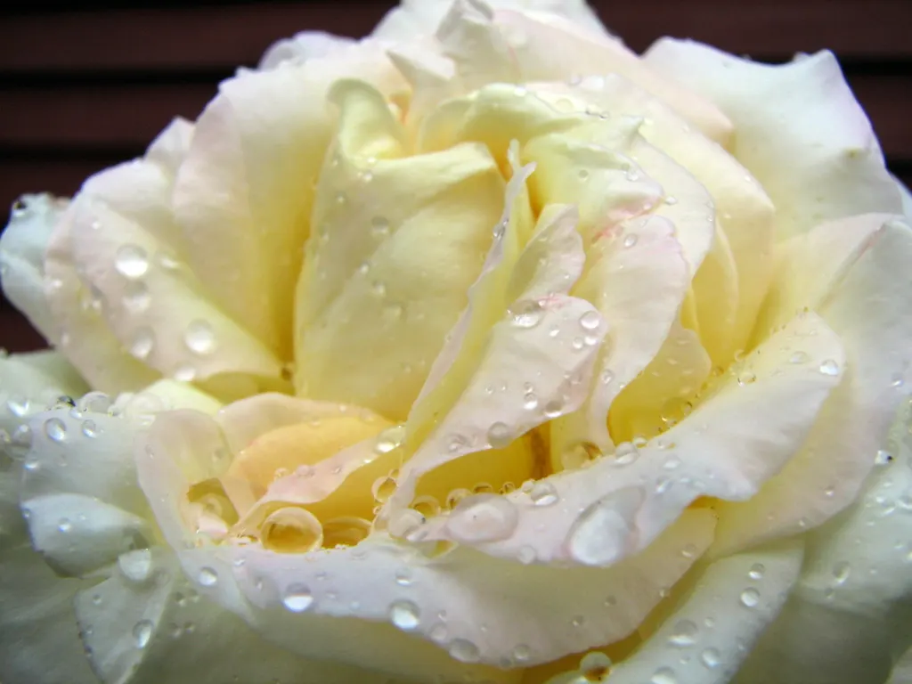 White Tree Roses (Rosa Tree Variety White) — the White Tree Rose forms a rounded head with glossy