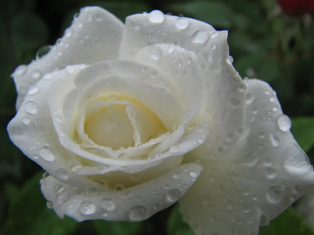 White Tree Roses (Rosa Tree Variety White) — Ideal for accentuating vertical lines in a landscape, it demands well-drained soil and moderate water; shrub with