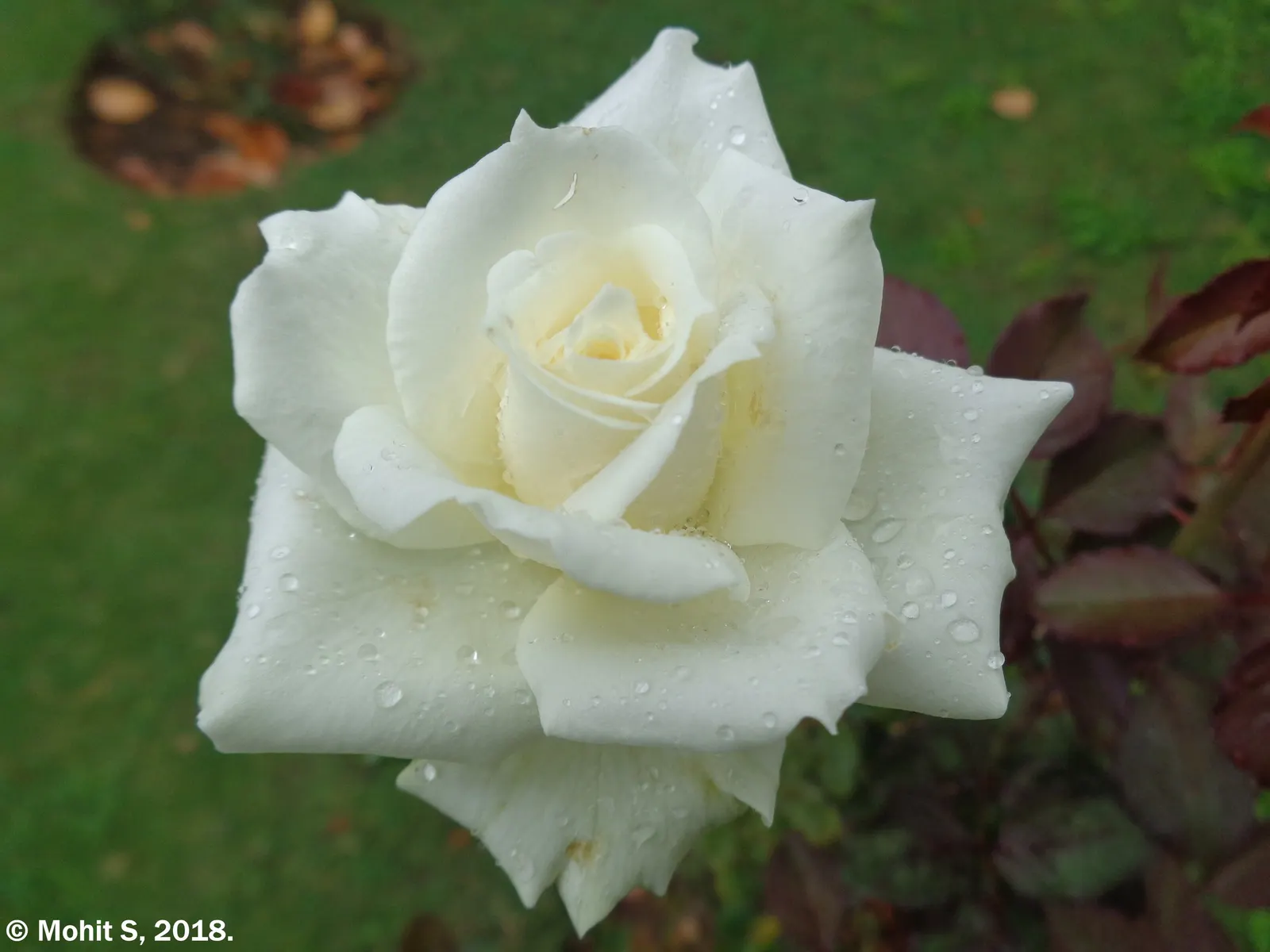 White Tree Roses (Rosa Tree Variety White) — commonly known as the White Tree Rose; pruning is recommended in late winter or early spring to, image 59