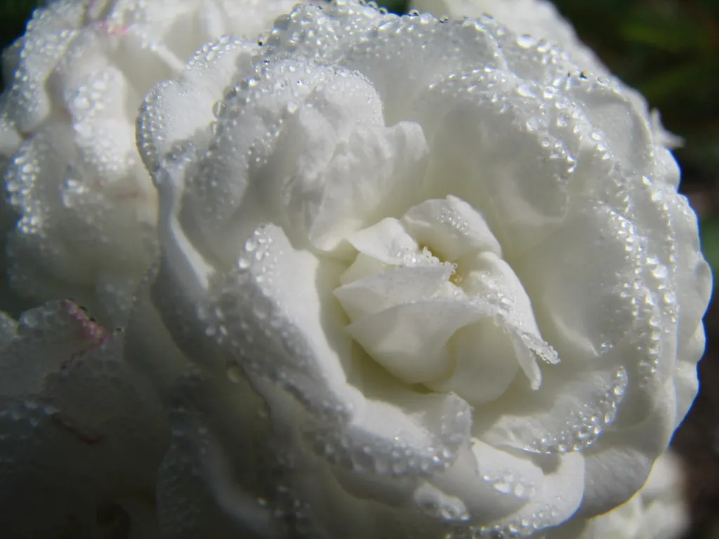 White Tree Roses (Rosa Tree Variety White) — The Rosa 'Tree variety White'