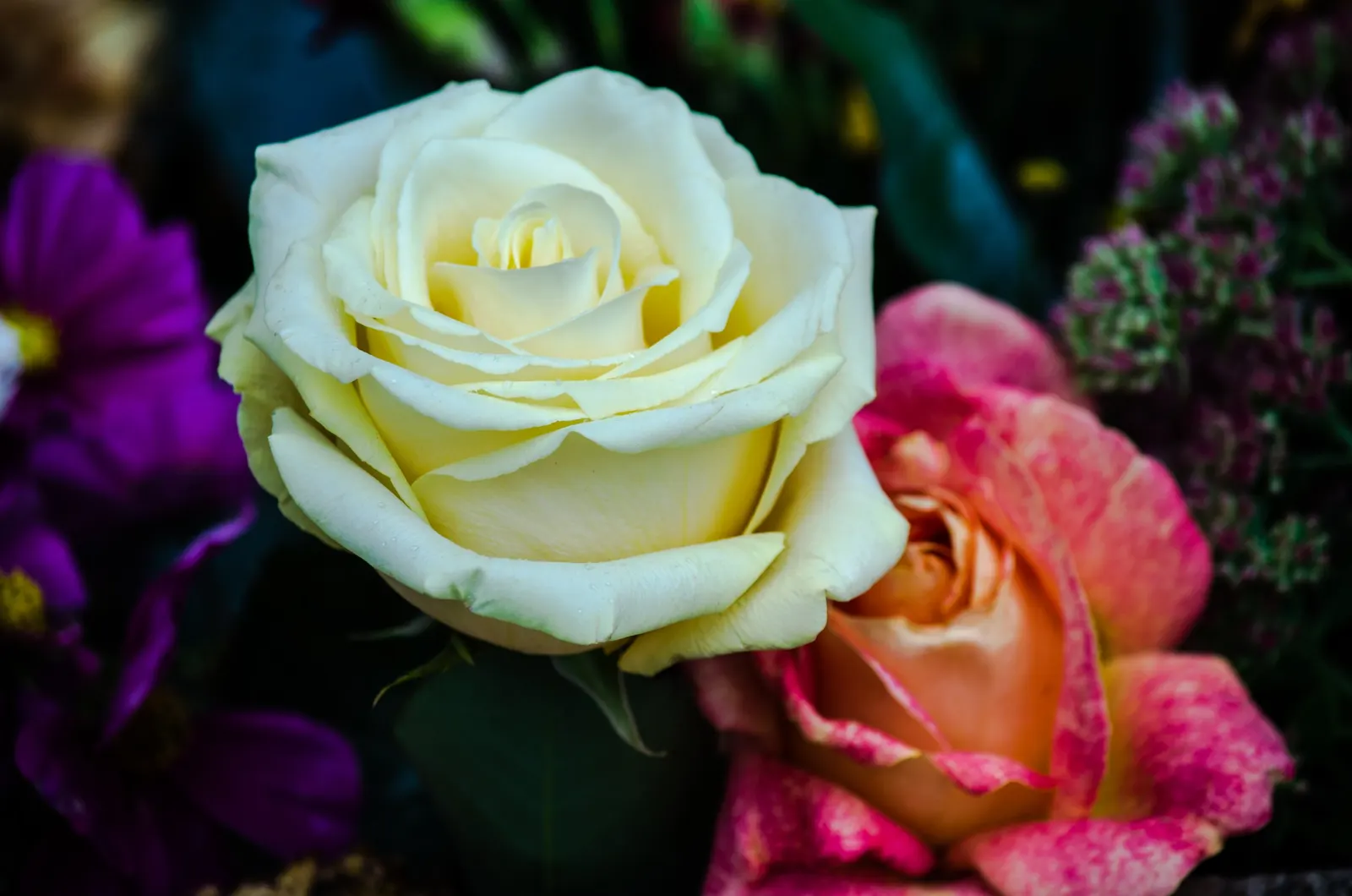 White Tree Roses (Rosa Tree Variety White) — especially during dry spells; however