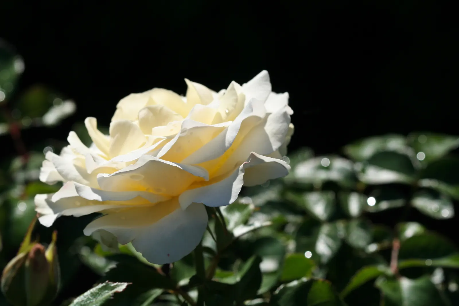 White Tree Roses (Rosa Tree Variety White) — receiving at least 6 hours of direct sunlight daily