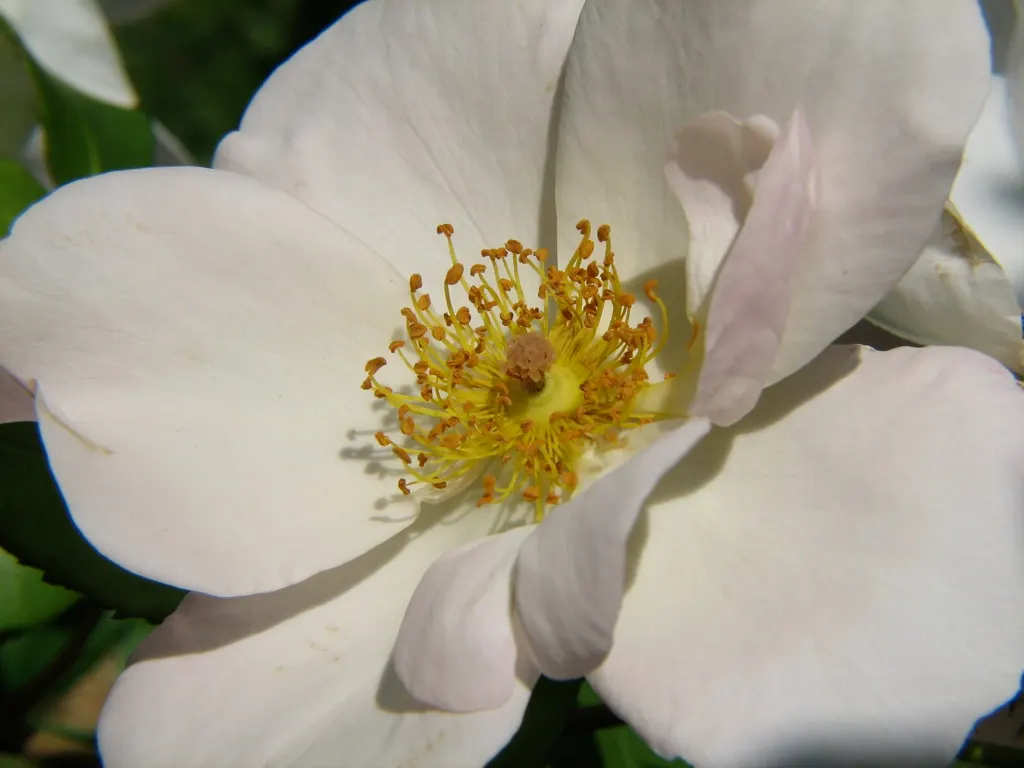White Tree Roses (Rosa Tree Variety White) — Pruning is recommended in late winter or early spring to maintain a clean canopy and encourage robust growth