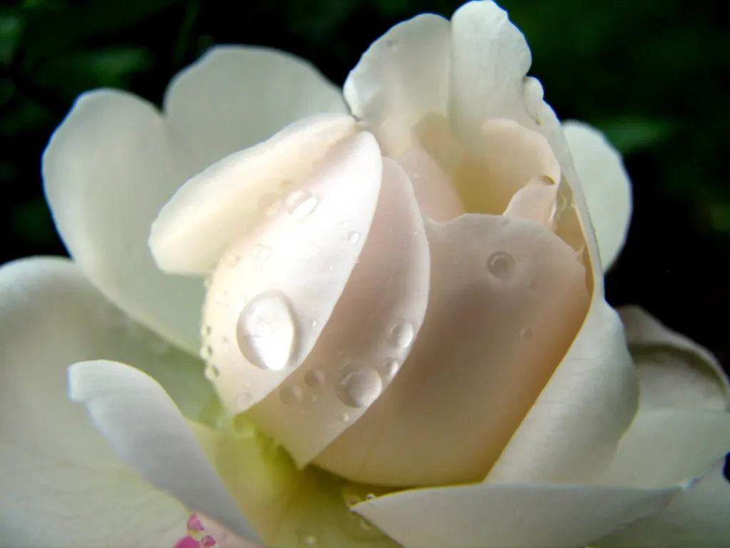 White Tree Roses (Rosa Tree Variety White) — is an enchanting addition to any garden