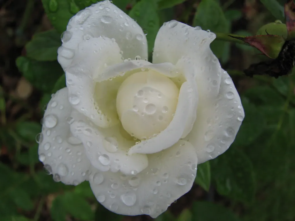 White Tree Roses (Rosa Tree Variety White) — the White Tree Rose requires a location with full sun exposure; the White Tree Rose forms a rounded head with