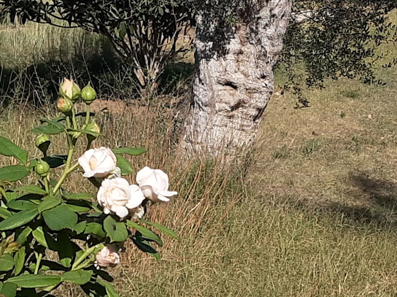 White Tree Roses (Rosa Tree Variety White) — dark green foliage that complements its blossoms and serves as a striking backdrop; the White Tree, image 63