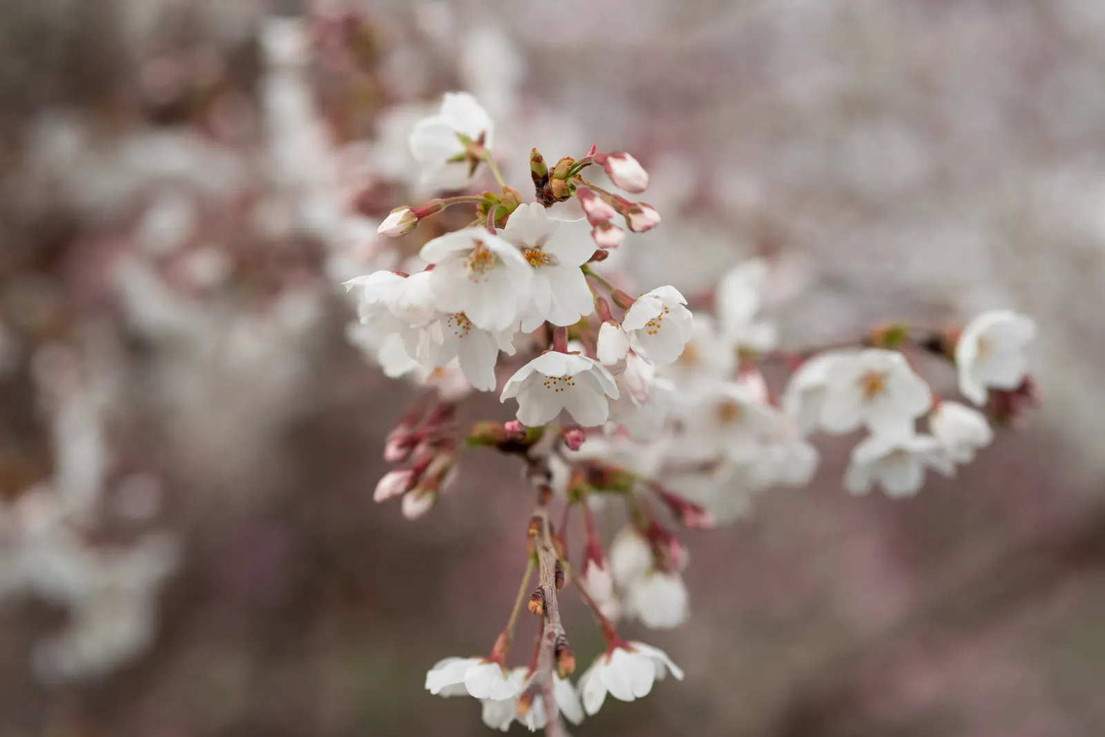 White Tree Roses (Rosa Tree Variety White) — shrub with white blooms; to enhance the tree's vigor and bloom production