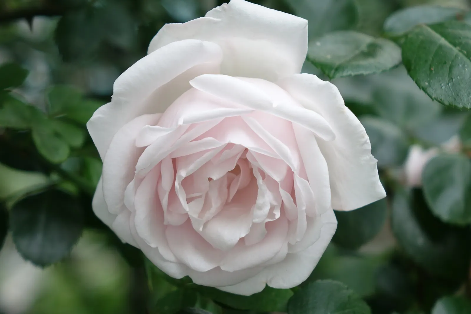 White Tree Roses (Rosa Tree Variety White) — Ideal for accentuating vertical lines in a landscape, it demands well-drained soil and moderate water, image 56