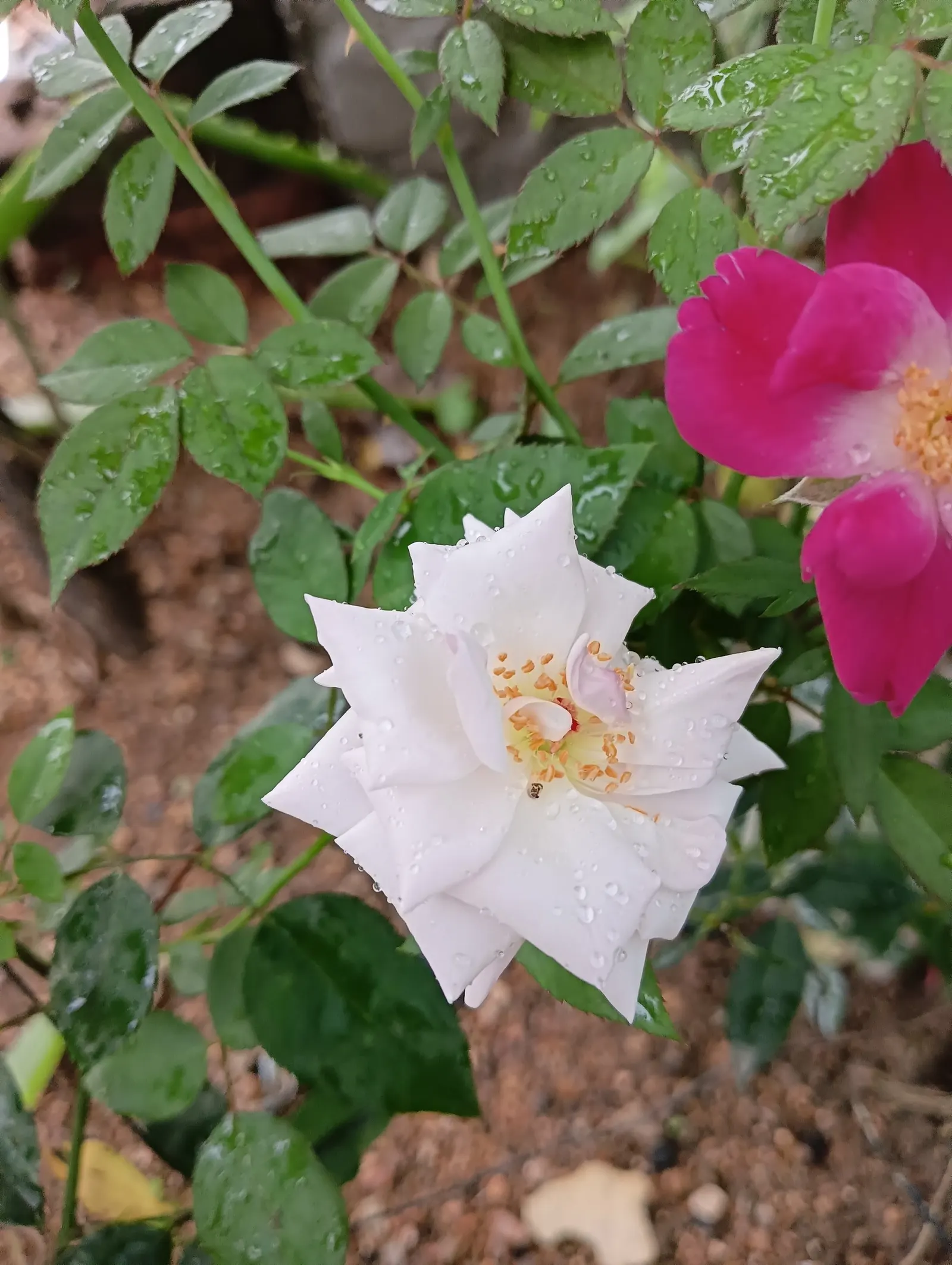 White Tree Roses (Rosa Tree Variety White) — care should be taken to avoid waterlogging
