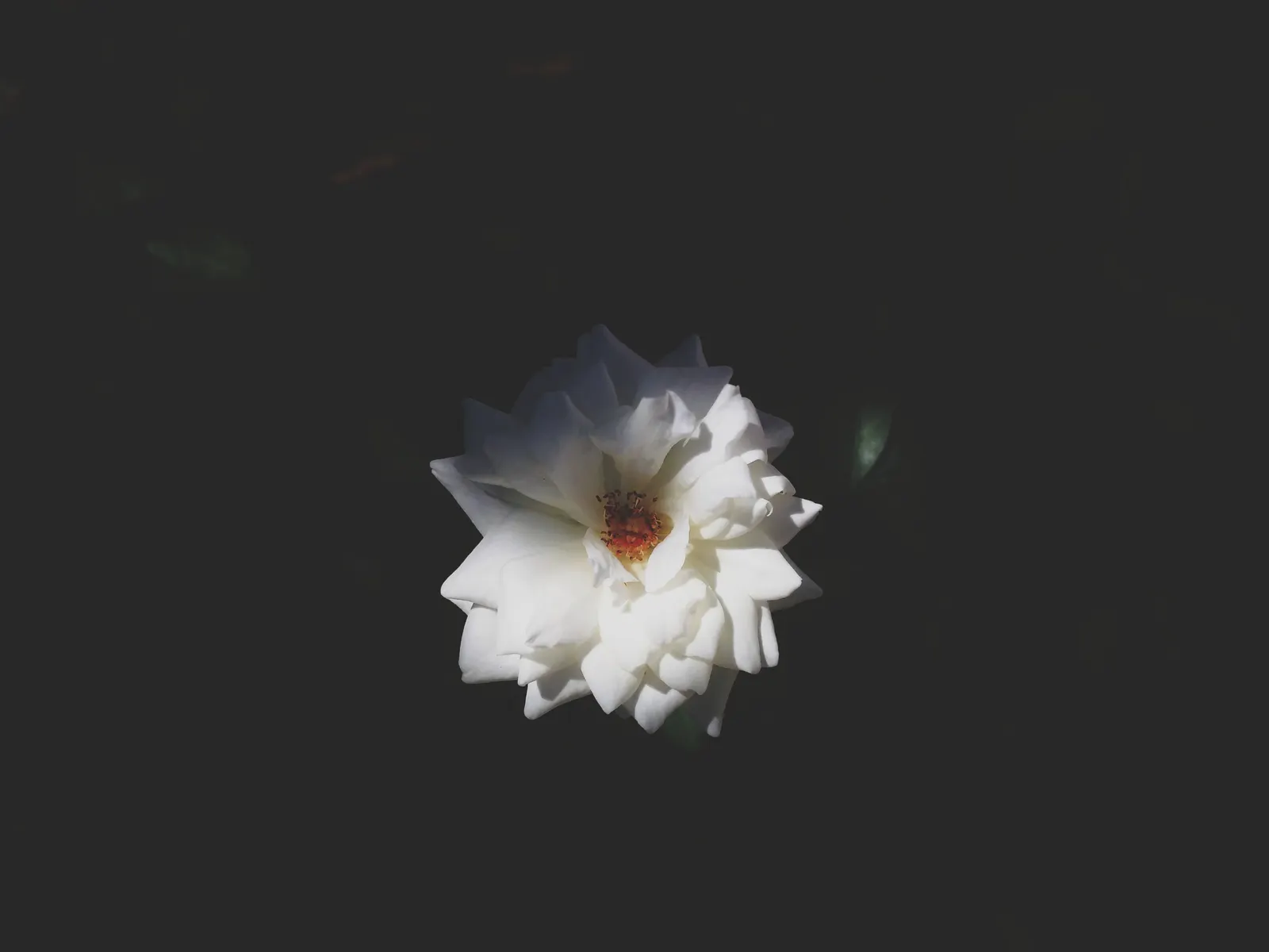 White Tree Roses (Rosa Tree Variety White) — To enhance the tree's vigor and bloom production; its elegant stature and year-round interest make it a focal