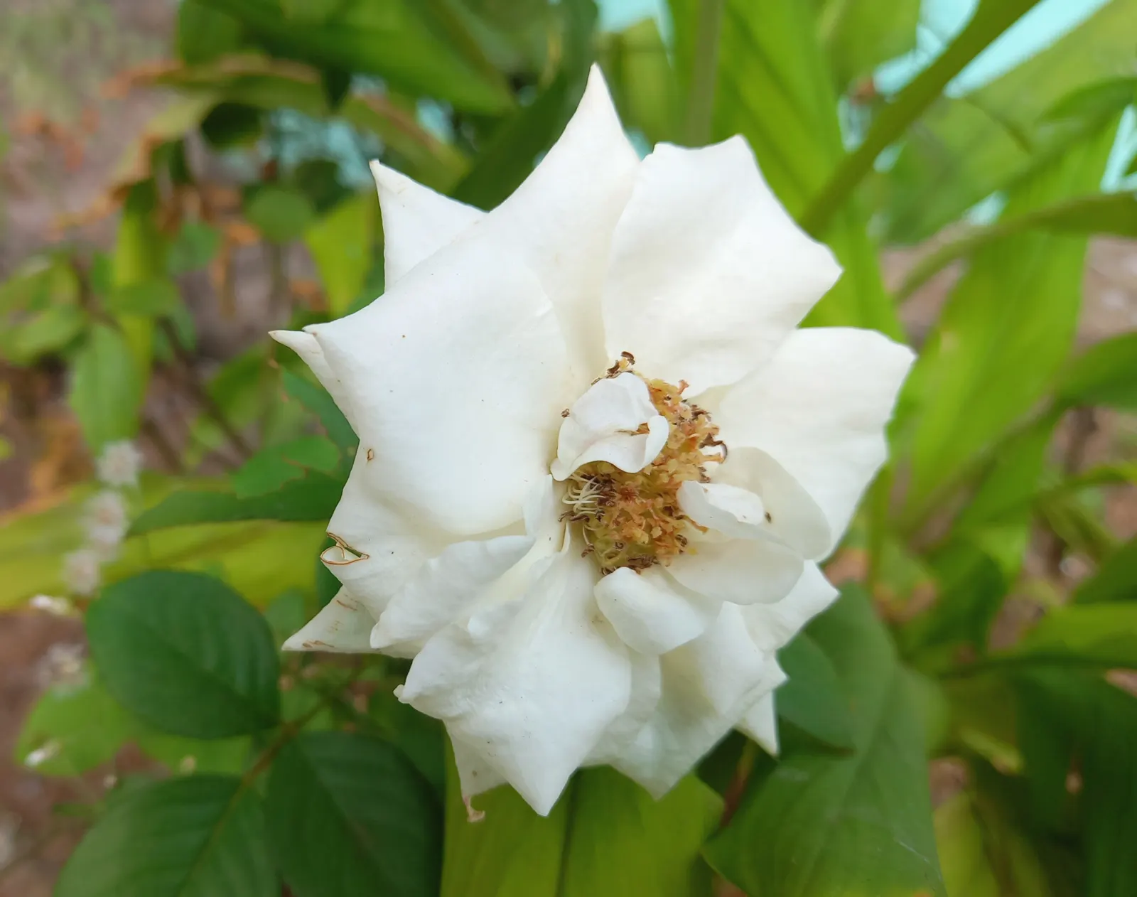 White Tree Roses (Rosa Tree Variety White) — Pruning is recommended in late winter or early spring to maintain a clean canopy and encourage robust, image 46