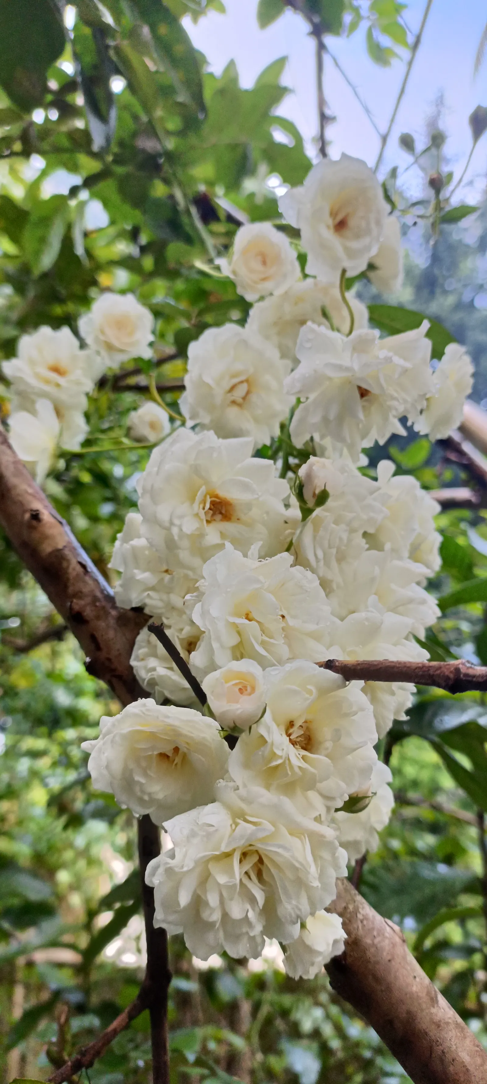 White Tree Roses (Rosa Tree Variety White) — the White Tree Rose forms a rounded head with glossy; it prefers well-drained loam or sandy soil with a neutral to