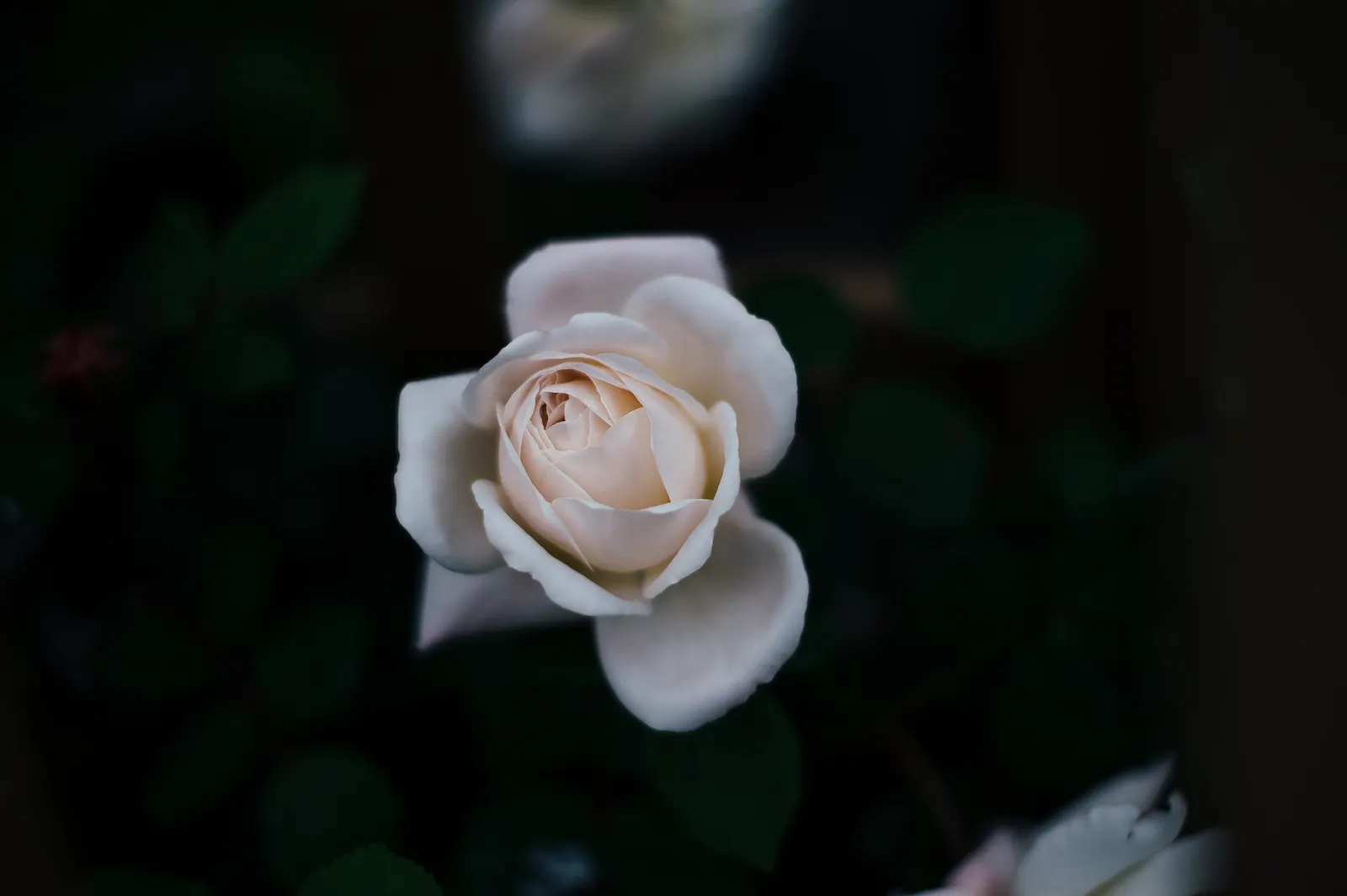 White Tree Roses (Rosa Tree Variety White) — The flowers usually range in size from 2 to 4 inches in diameter and exude a mild; growing up to 5-6 feet tall