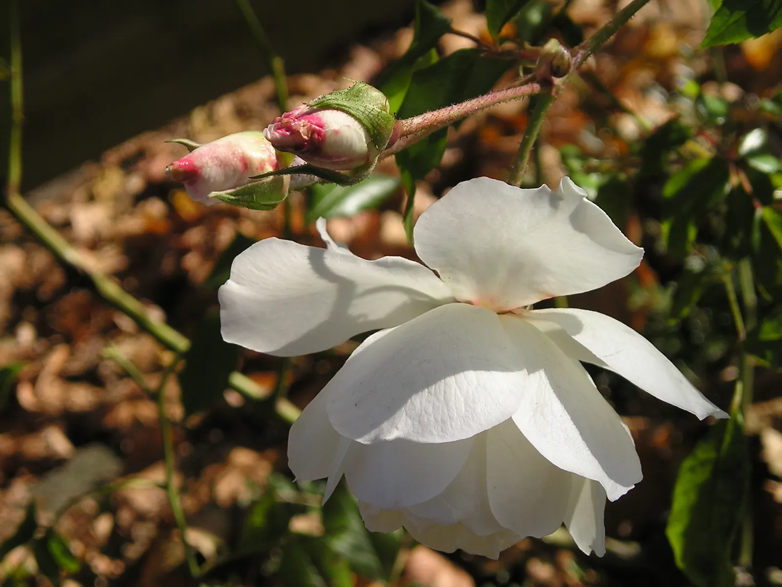 White Tree Roses (Rosa Tree Variety White) — To enhance the tree's vigor and bloom production