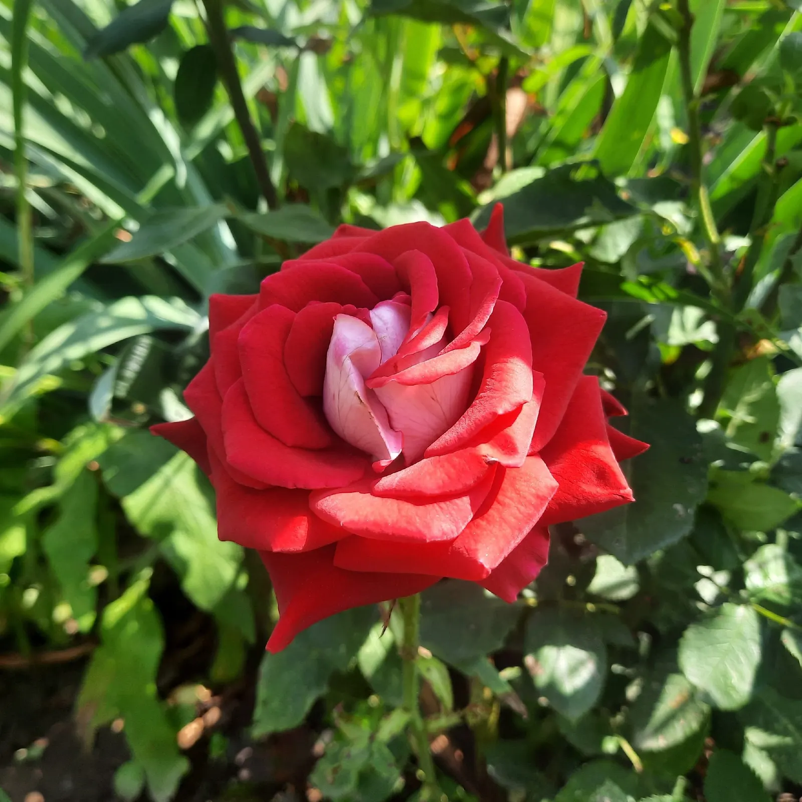 White Tree Roses (Rosa Tree Variety White) — The flowers usually range in size from 2 to 4 inches in diameter and exude a mild