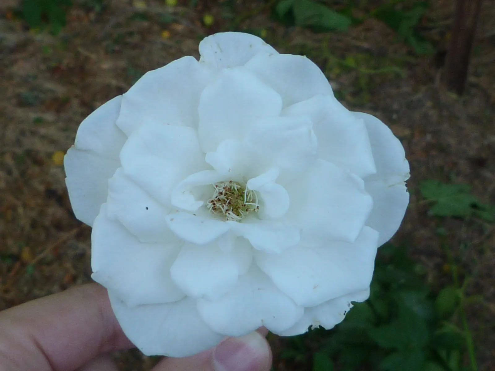 White Tree Roses (Rosa Tree Variety White) — features clusters of pure white blooms exuding a delicate fragrance; dark green foliage that complements its