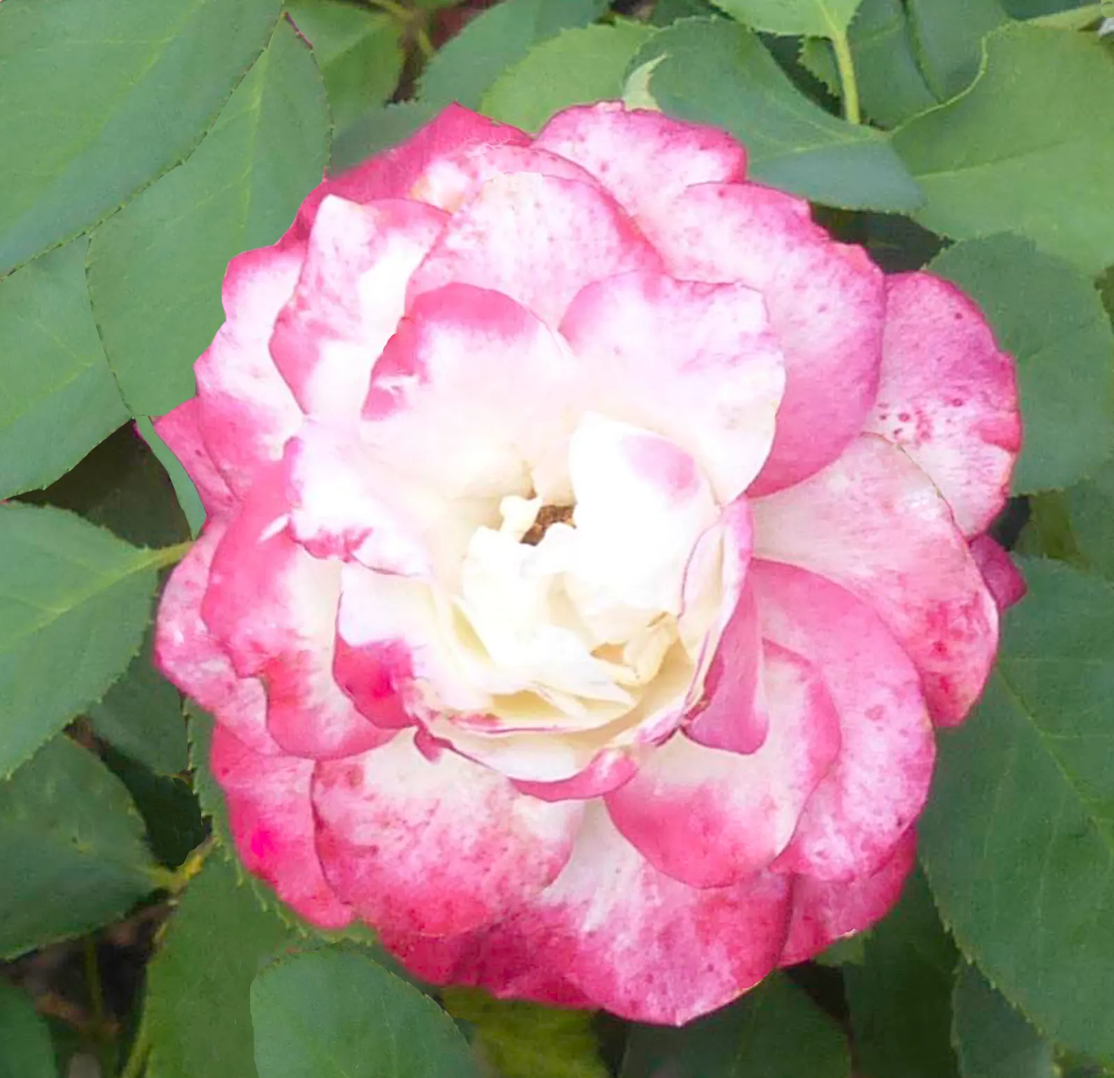 White Tree Roses (Rosa Tree Variety White) — the White Tree Rose requires a location with full sun exposure