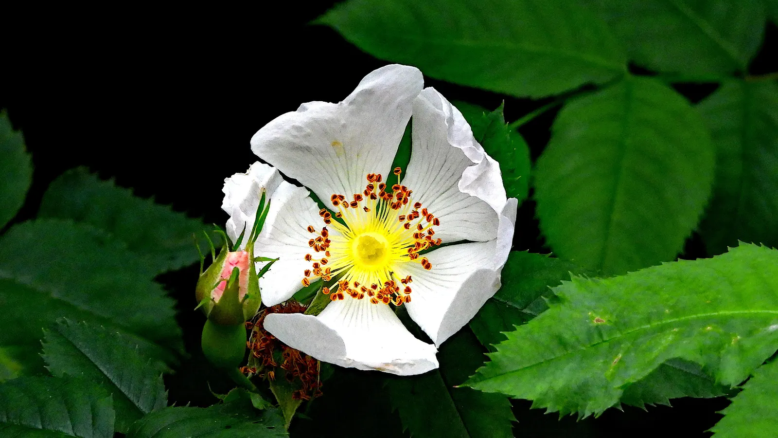White Tree Roses (Rosa Tree Variety White) — slow-release fertilizer in early spring.<br><br>Regular irrigation is crucial