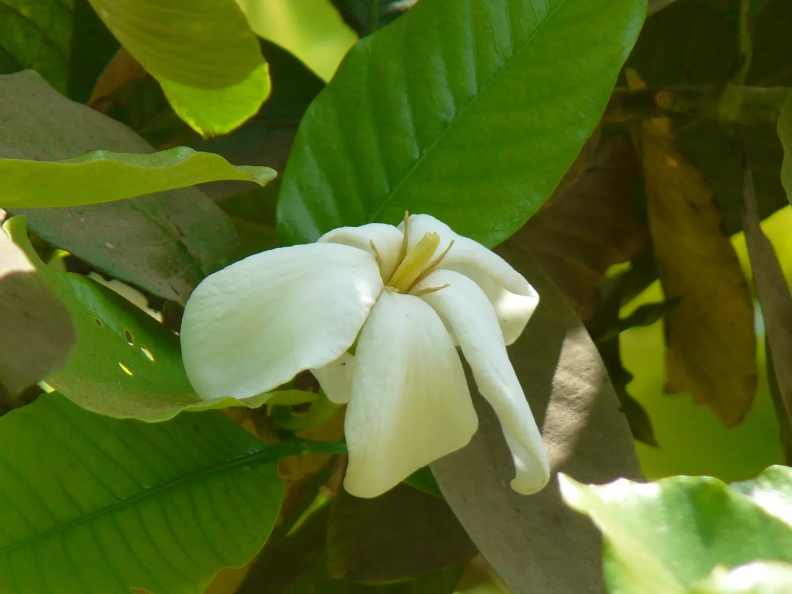 White Gardenia (Gardenia Thunbergia) — Being sensitive to cold, this plant is best suited for USDA zones 10 and above; each flower spans roughly 3, image 120