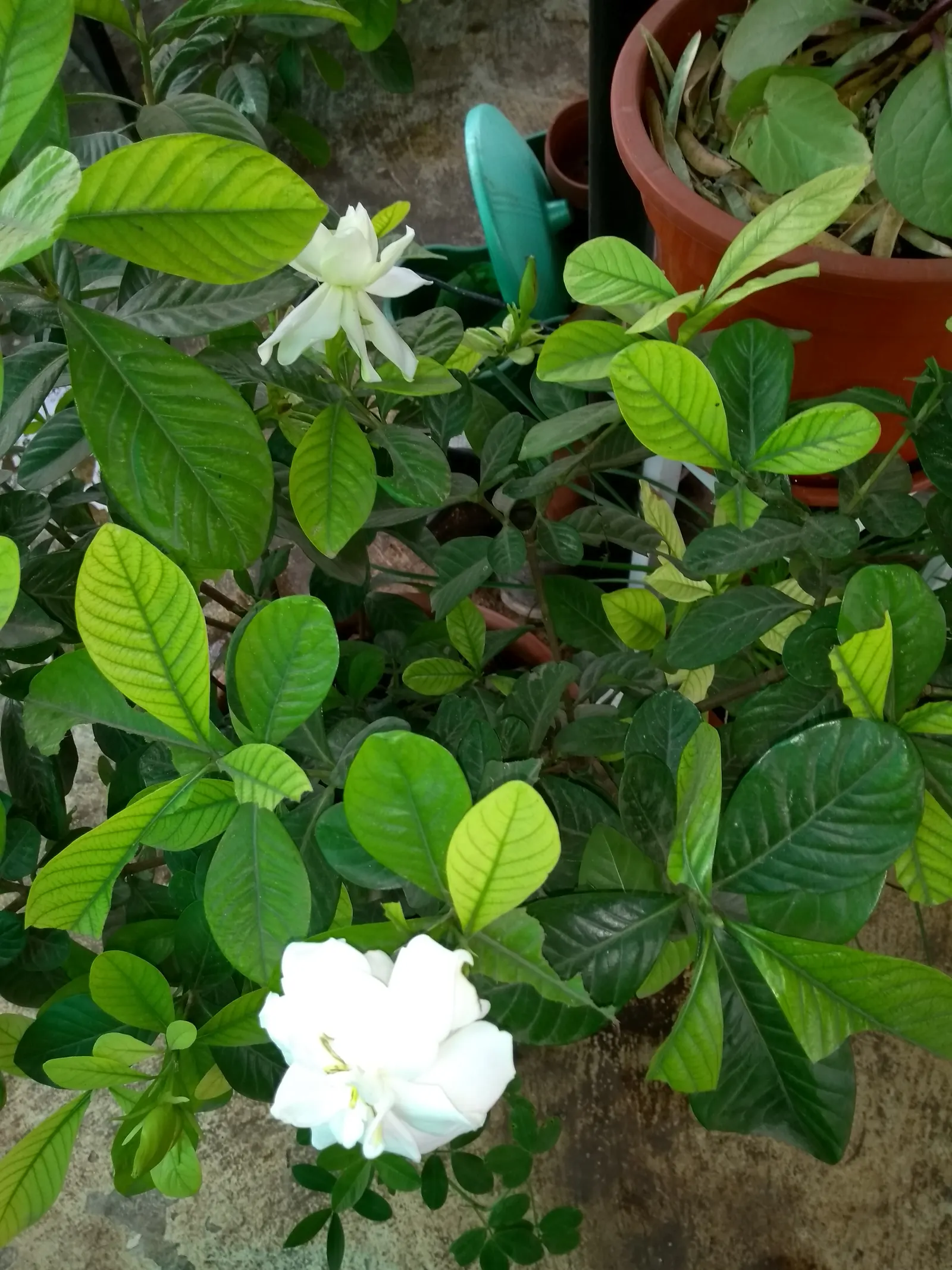 White Gardenia (Gardenia Thunbergia) — is a captivating evergreen shrub renowned for its rich; woody capsule that persists on the shrub, image 131