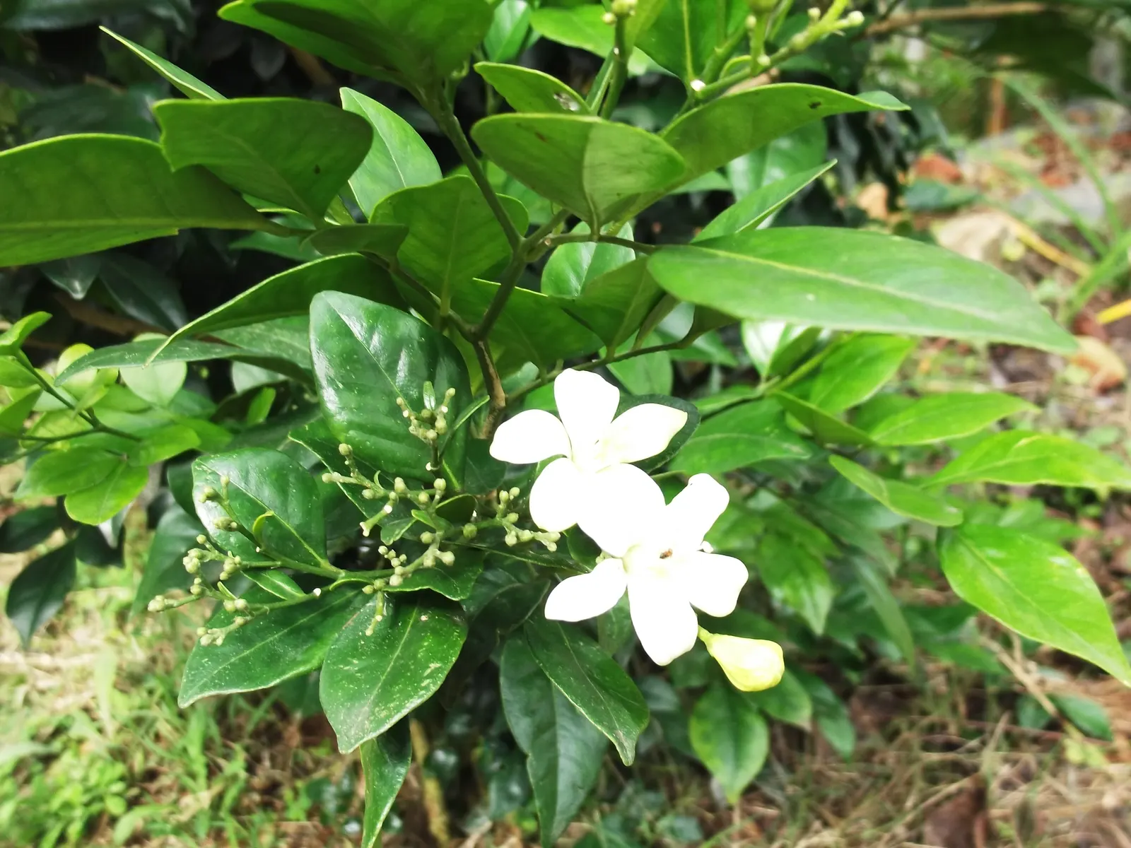 White Gardenia (Gardenia Thunbergia) — Known for its elegance and delicate aroma; broadleaf evergreen / shrub for full or half, image 154
