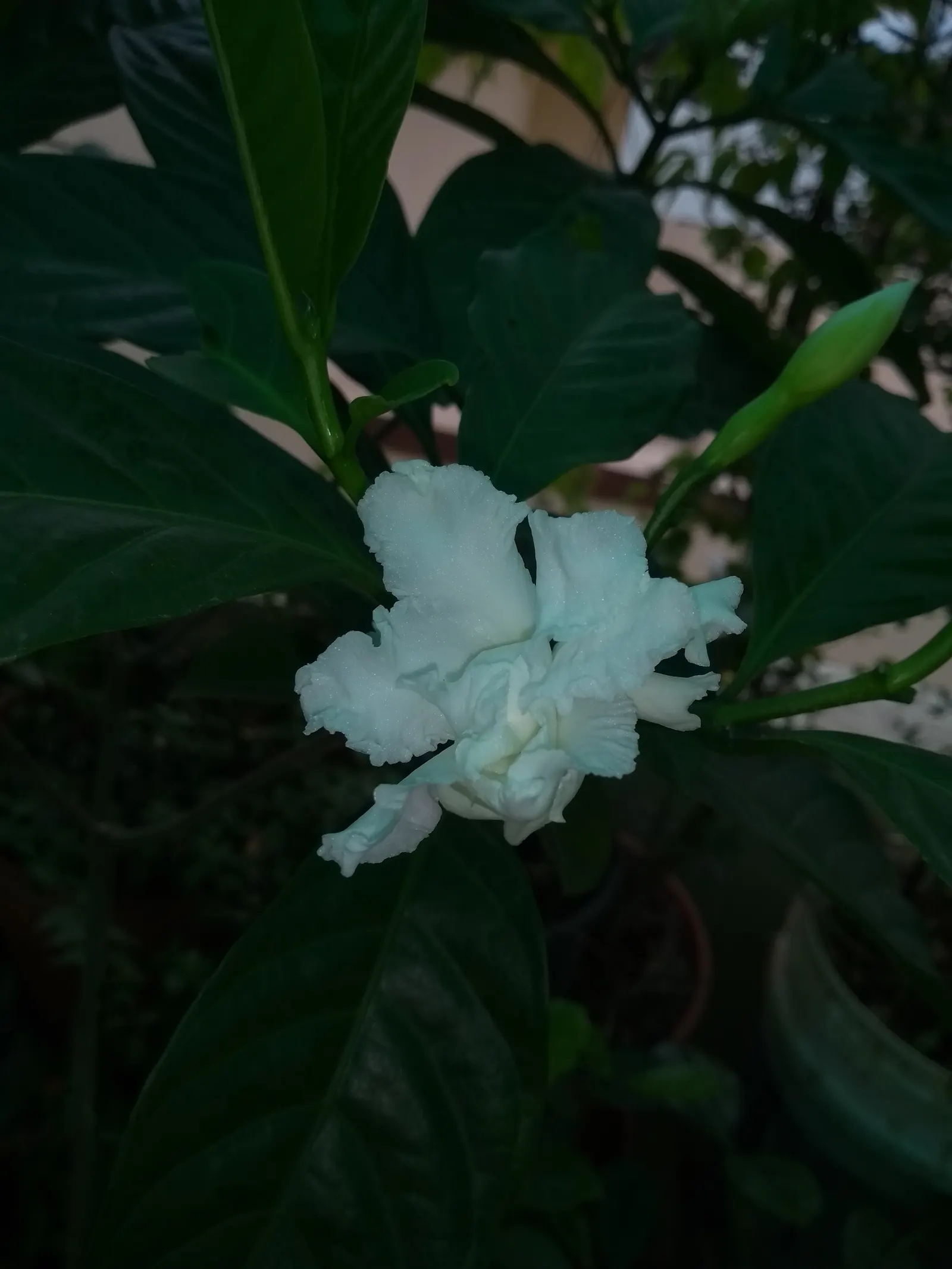 White Gardenia (Gardenia Thunbergia) — The White Gardenia, Gardenia thunbergia, is a fragrant, evergreen shrub reaching up to 6 feet tall and wide