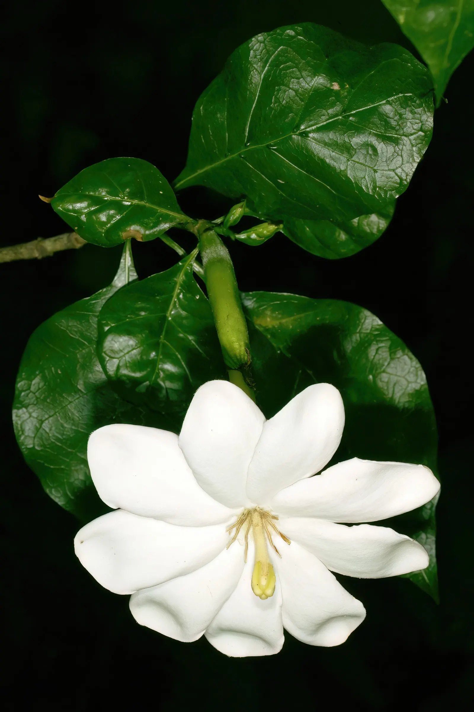 White Gardenia (Gardenia Thunbergia) — adding elegance and a delightful scent that will enchant residents and visitors alike; the White Gardenia, image 147
