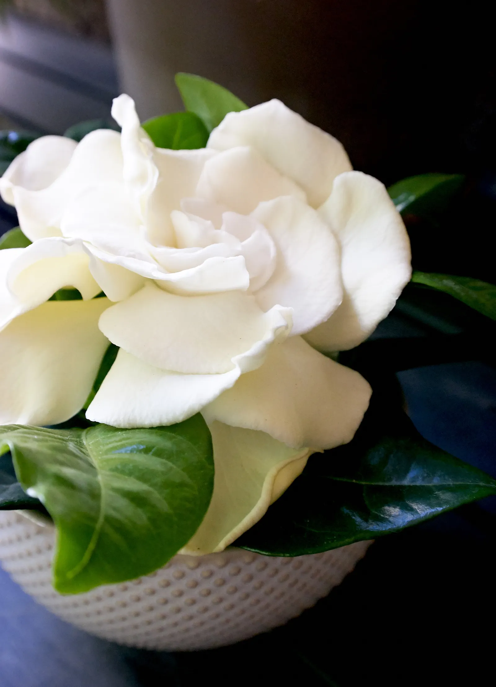 White Gardenia (Gardenia Thunbergia) — Each flower spans roughly 3 to 4 inches across, with a tubular base and a full rosette of petals; is a, image 112