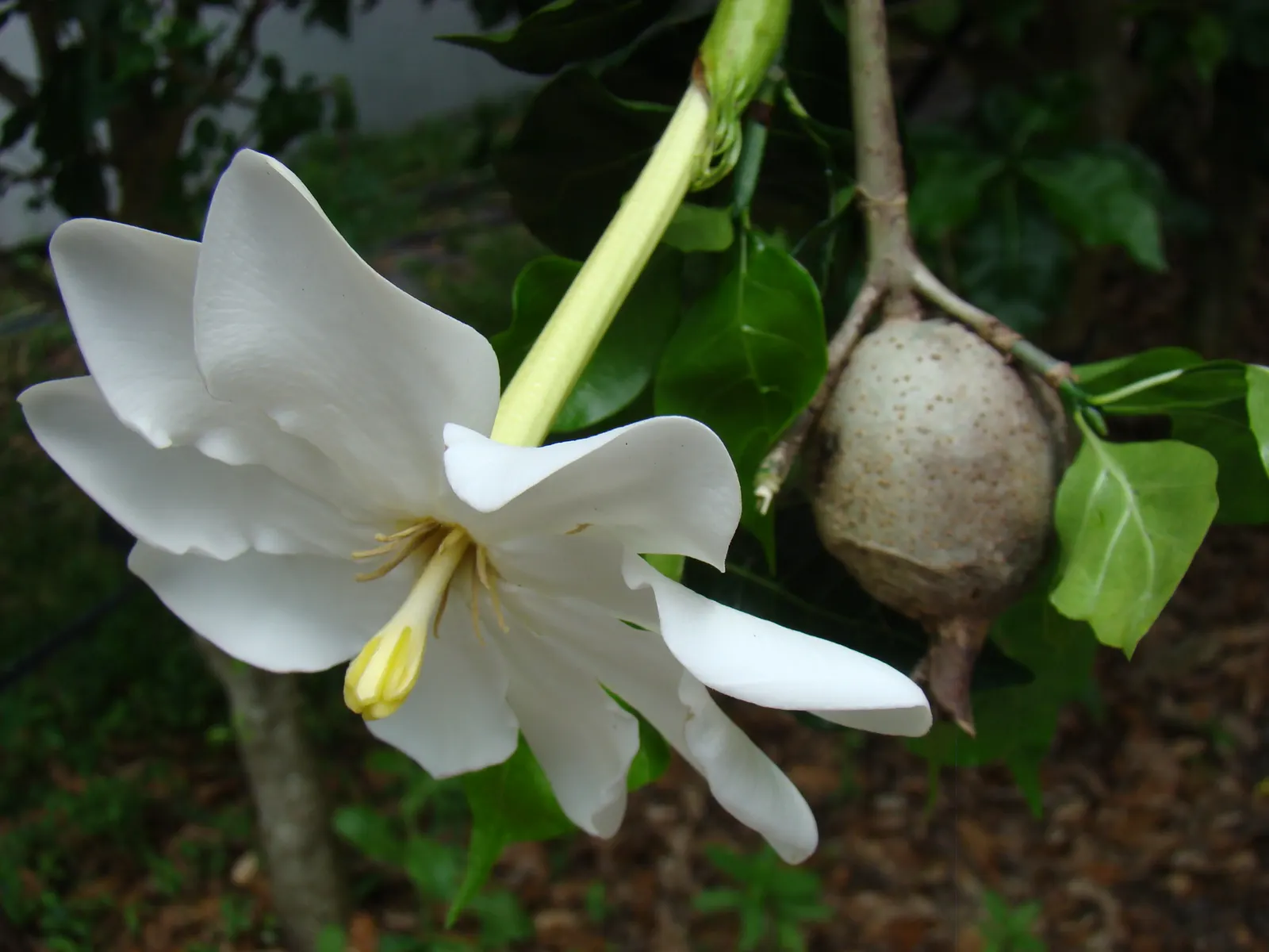 White Gardenia (Gardenia Thunbergia) — multi-branched habit that can add considerable structure to garden designs