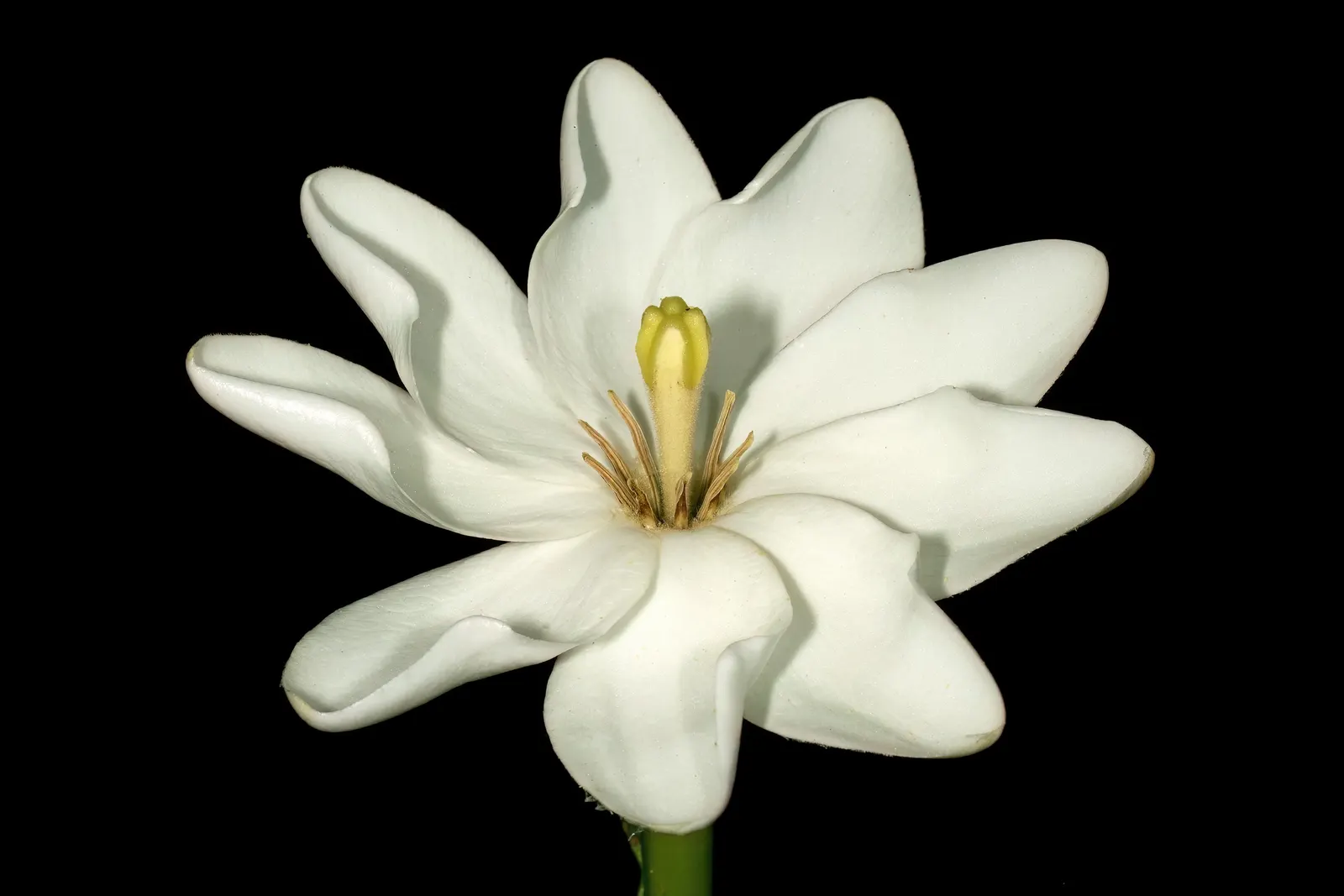 White Gardenia (Gardenia Thunbergia) — which bloom from late spring to early summer; the Gardenia thunbergia's blooms are a highlight with their, image 52
