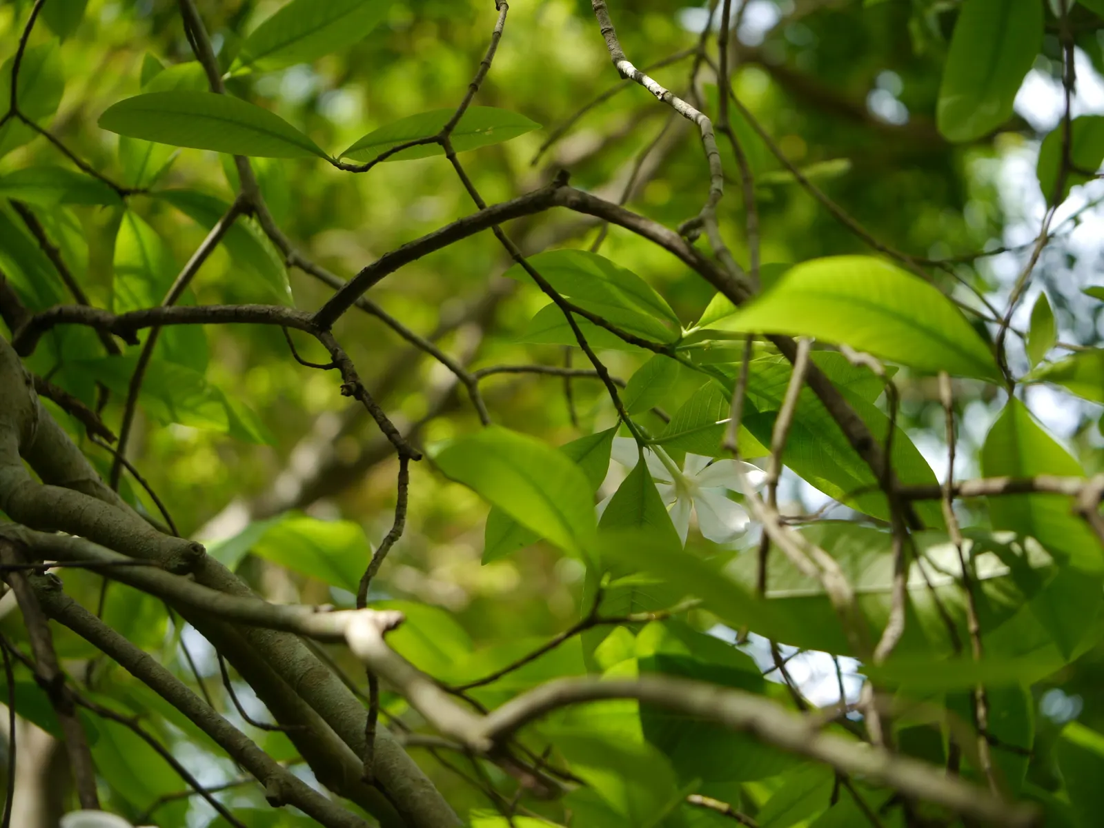 White Gardenia (Gardenia Thunbergia) — the White Gardenia is a striking addition to any garden; protection from the harsh afternoon sun will, image 121