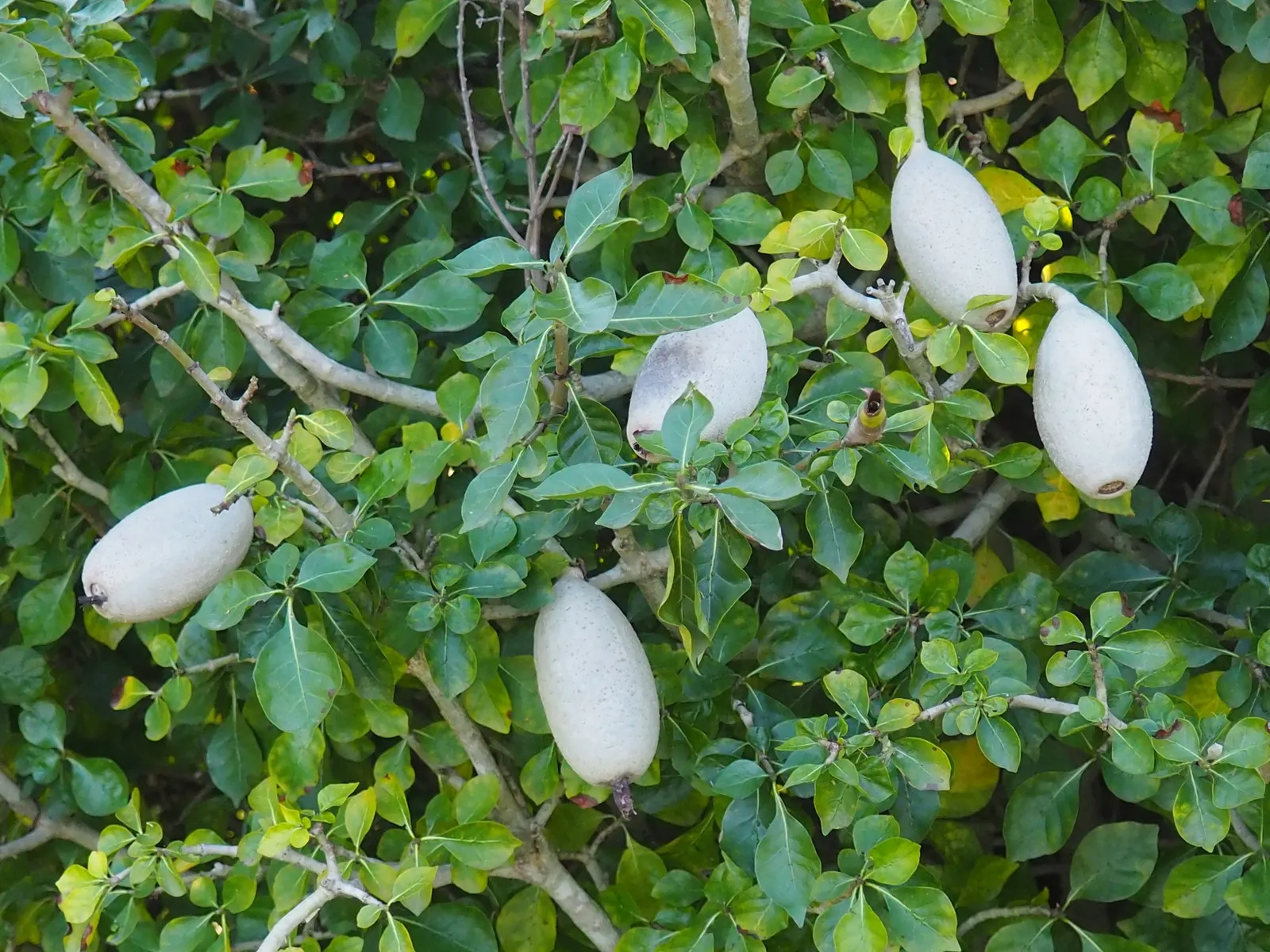 White Gardenia (Gardenia Thunbergia) — the White Gardenia is a striking addition to any garden; protection from the harsh afternoon sun will prevent leaf scorch