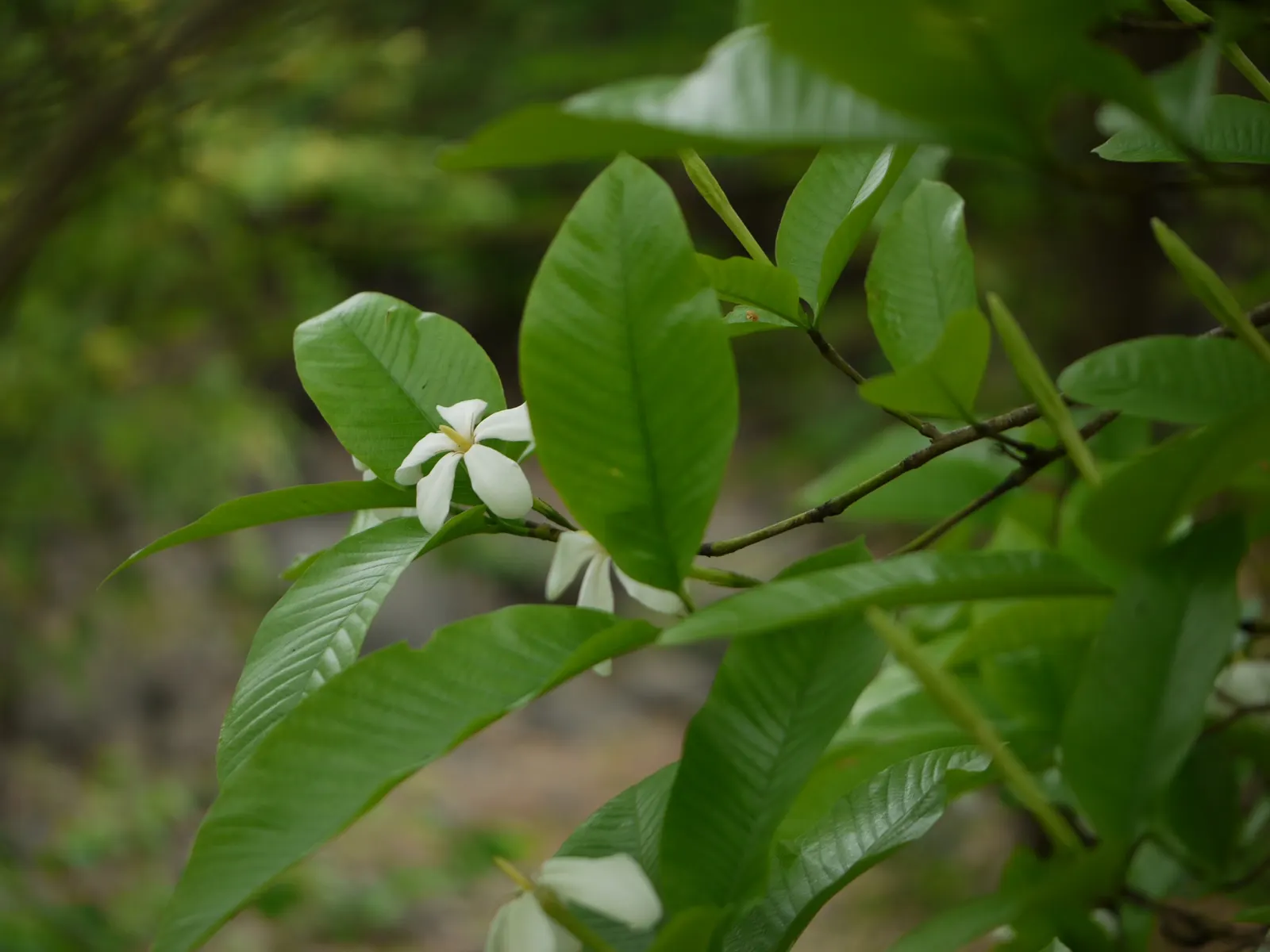 White Gardenia (Gardenia Thunbergia) — protection from the harsh afternoon sun will prevent leaf scorch; it's ideal for hedges or as a focal point in warm