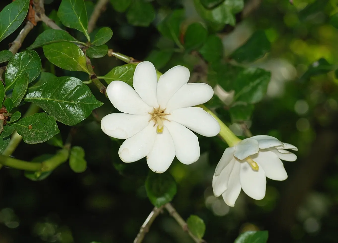 White Gardenia (Gardenia Thunbergia) — an interesting feature of the plant is its fruit: a hard, image 38