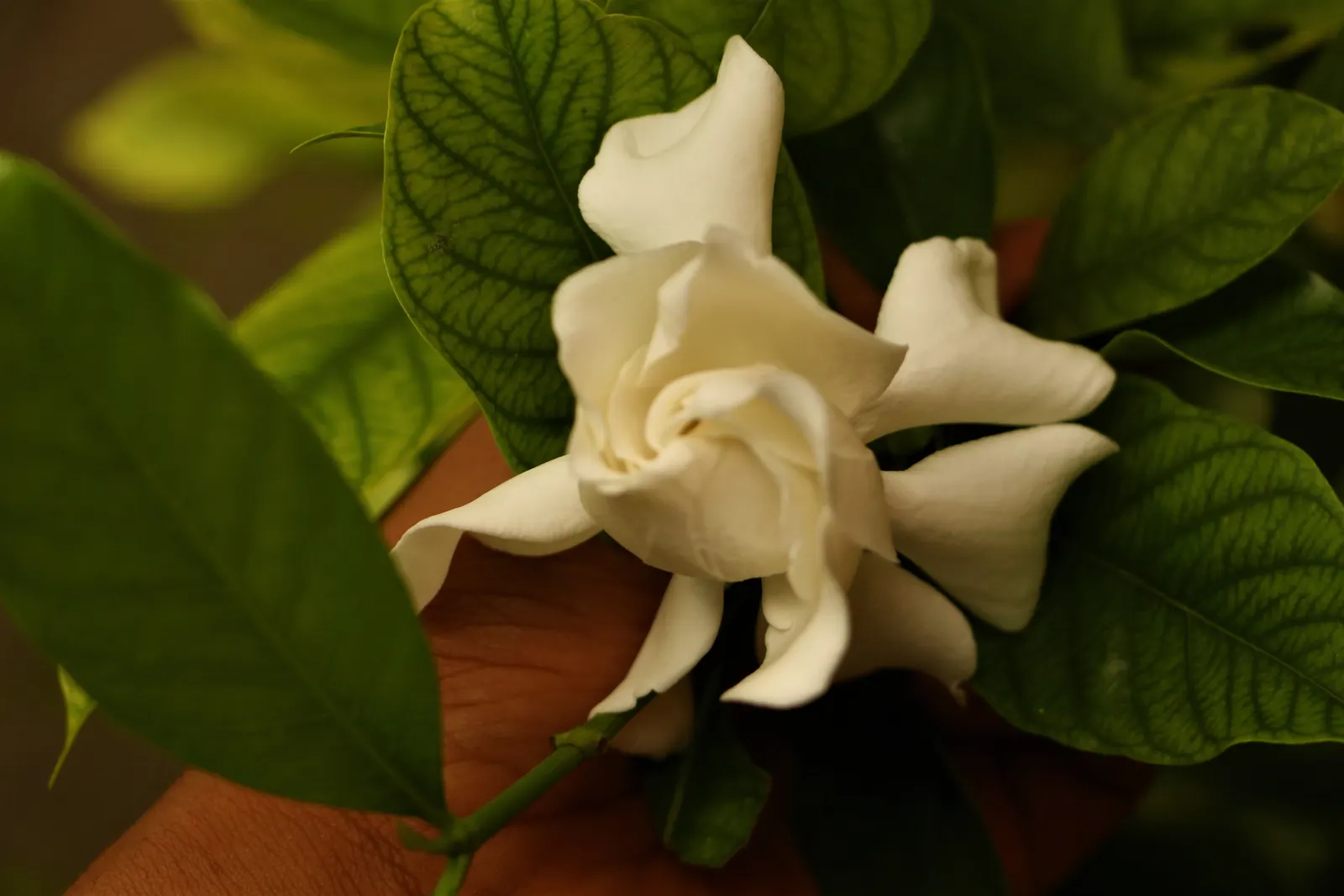 White Gardenia (Gardenia Thunbergia) — broadleaf evergreen / shrub with white blooms; the White Gardenia should be placed in a location where its, image 99