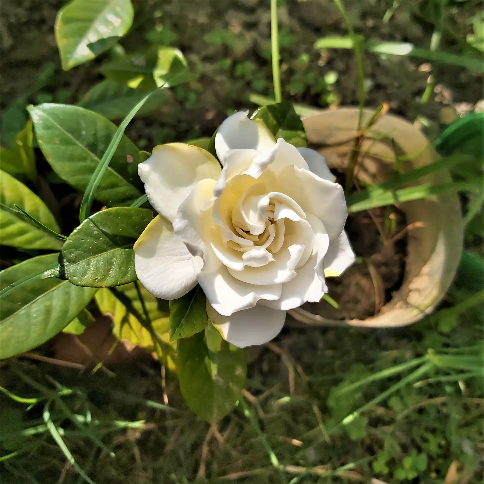 White Gardenia (Gardenia Thunbergia) — the White Gardenia should be placed in a location where its fragrance can be fully appreciated; which bloom, image 90