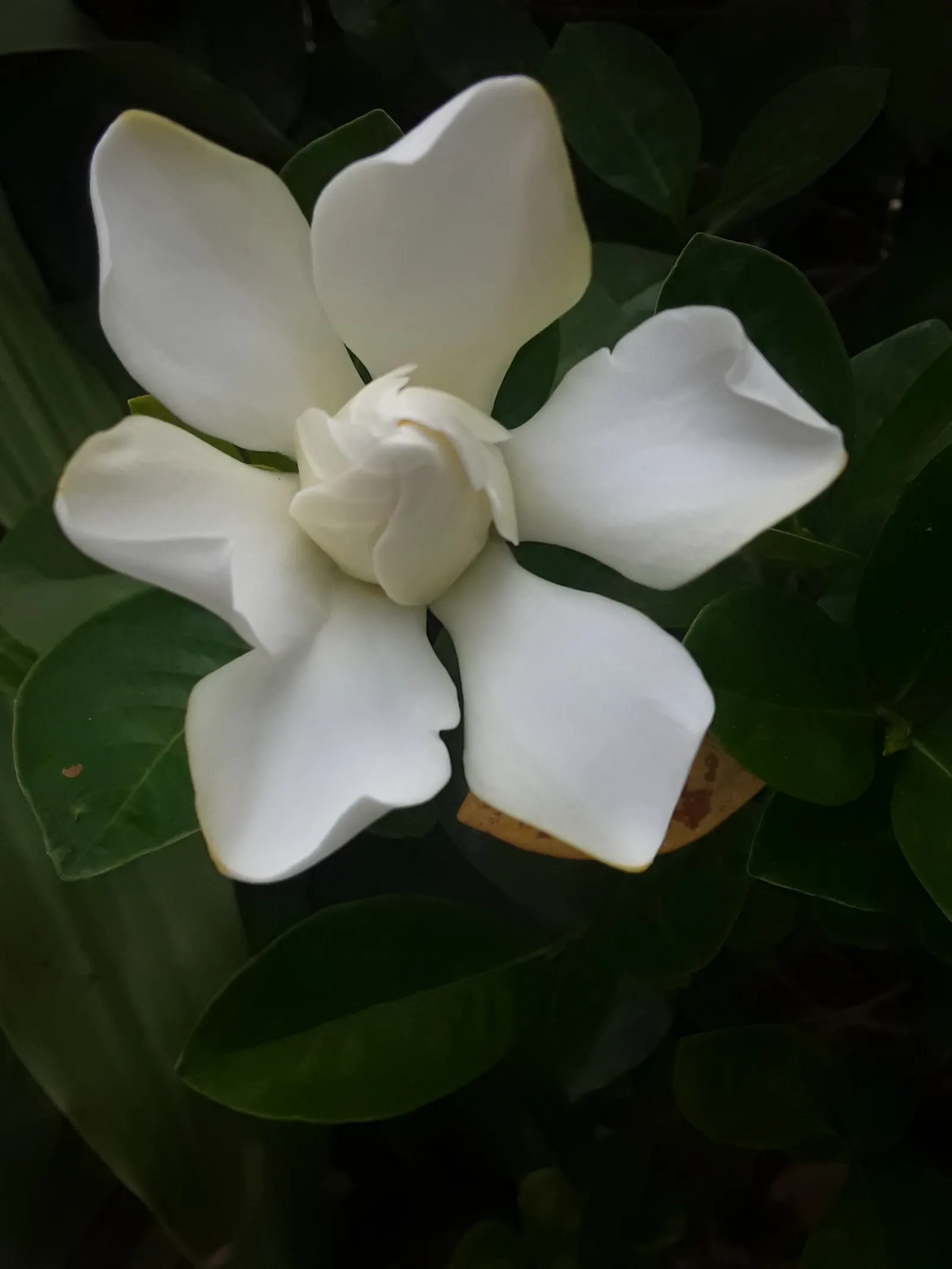 White Gardenia (Gardenia Thunbergia) — Require partial to full sun and well-drained acidic soil; though in hotter climates, image 128