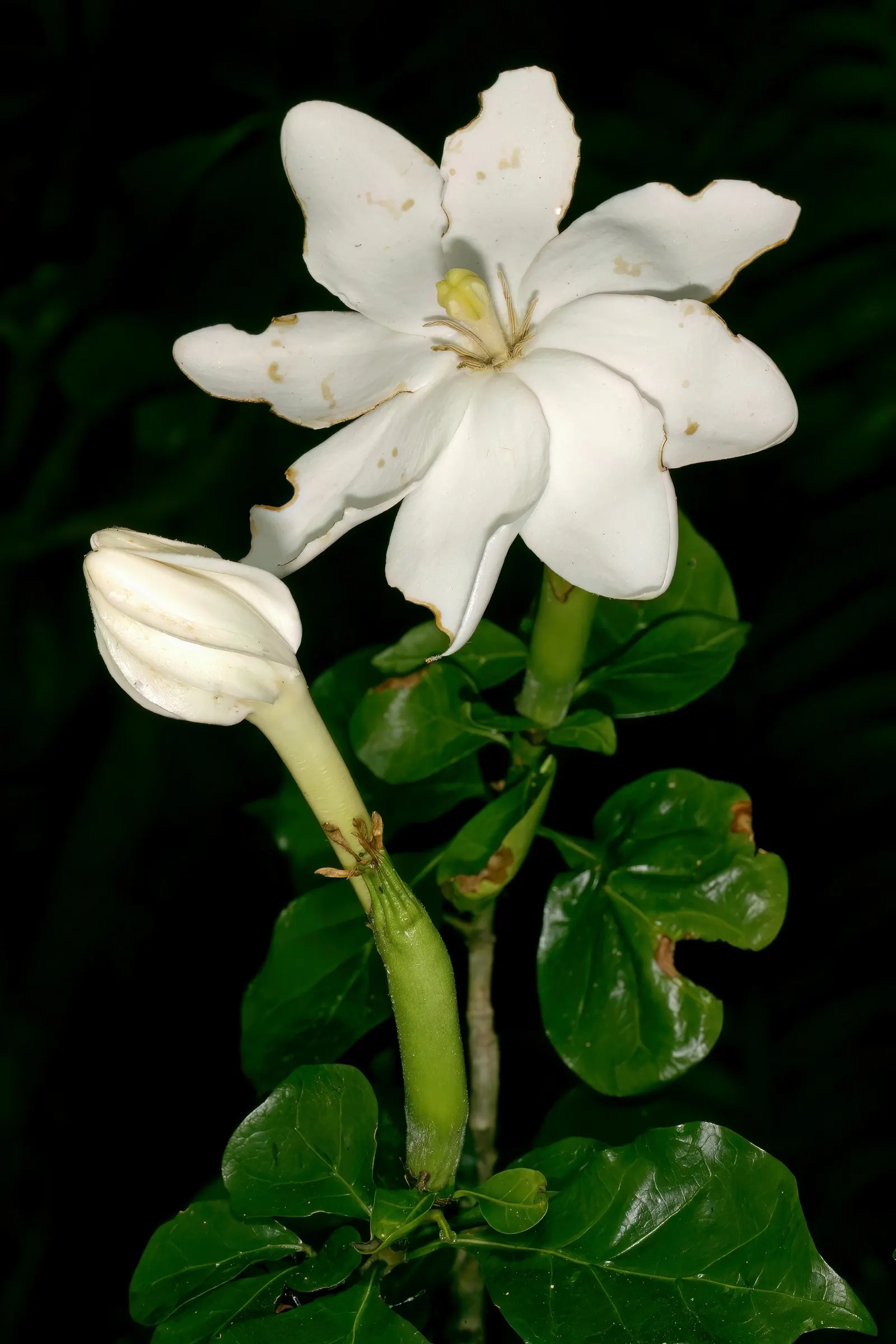 White Gardenia (Gardenia Thunbergia) — the Gardenia thunbergia's blooms are a highlight with their intense fragrance and waxy texture; broadleaf, image 161