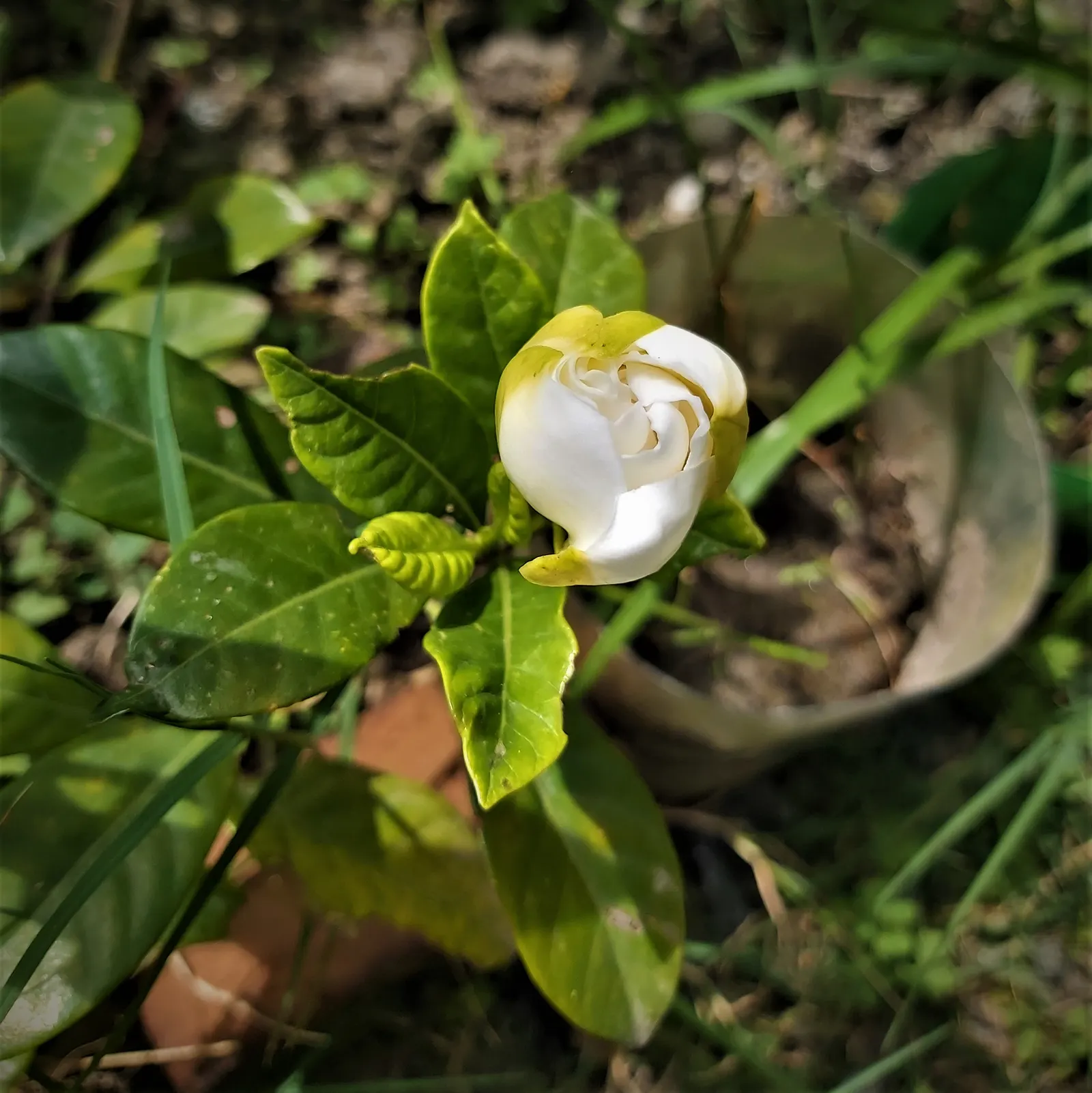White Gardenia (Gardenia Thunbergia) — Known for its elegance and delicate aroma; broadleaf evergreen / shrub for full or half, image 104