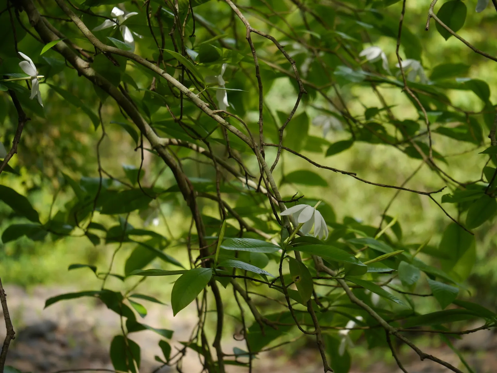White Gardenia (Gardenia Thunbergia) — This South African native commonly reaches heights of 6 to 8 feet and spreads approximately 3 to 5 feet, image 158