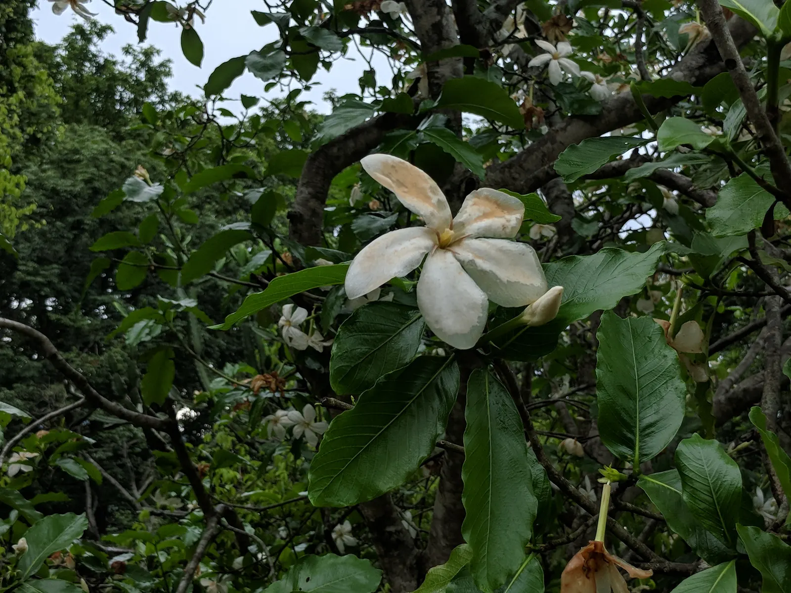 White Gardenia (Gardenia Thunbergia) — broadleaf evergreen / shrub for full or half; adding elegance and a delightful scent that will enchant, image 75