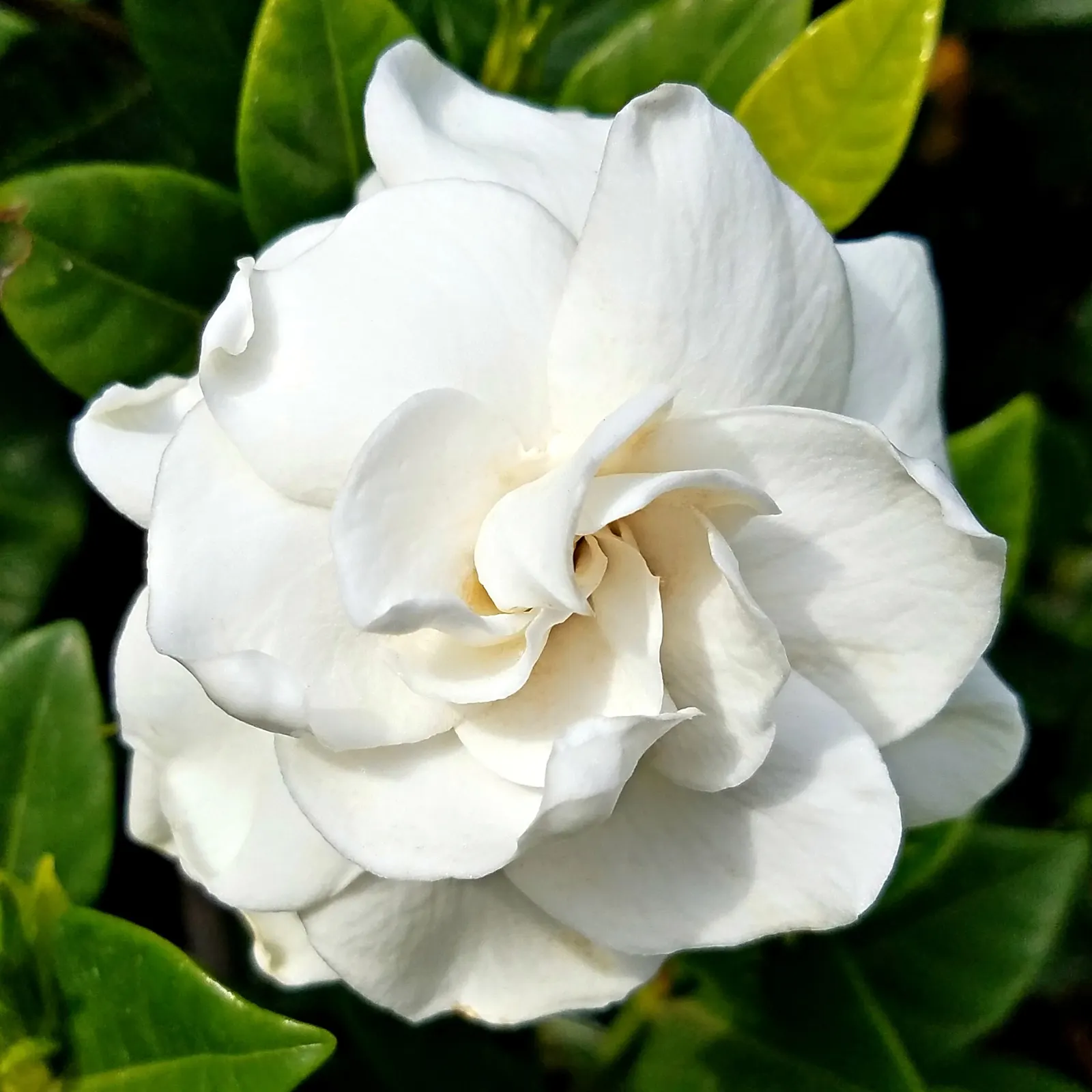 White Gardenia (Gardenia Thunbergia) — Being sensitive to cold, this plant is best suited for USDA zones 10 and above; each flower spans roughly 3, image 145