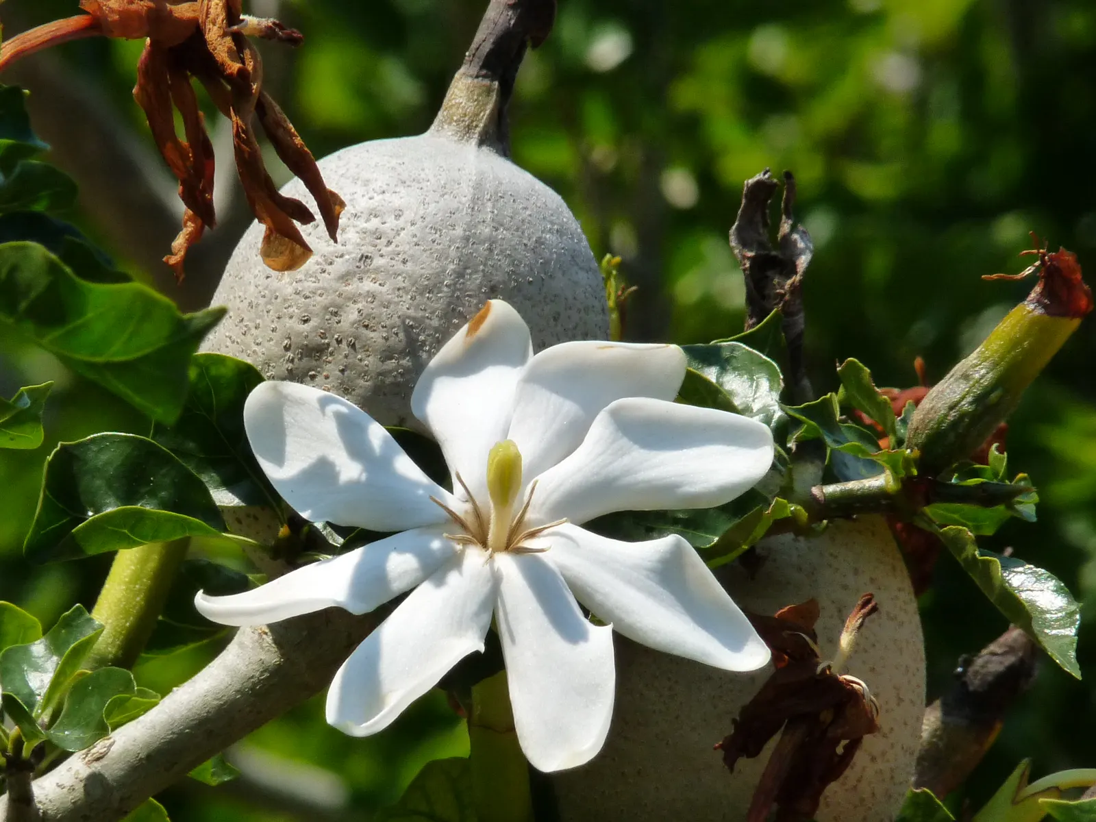 White Gardenia (Gardenia Thunbergia) — adding elegance and a delightful scent that will enchant residents and visitors alike; the White Gardenia, image 72
