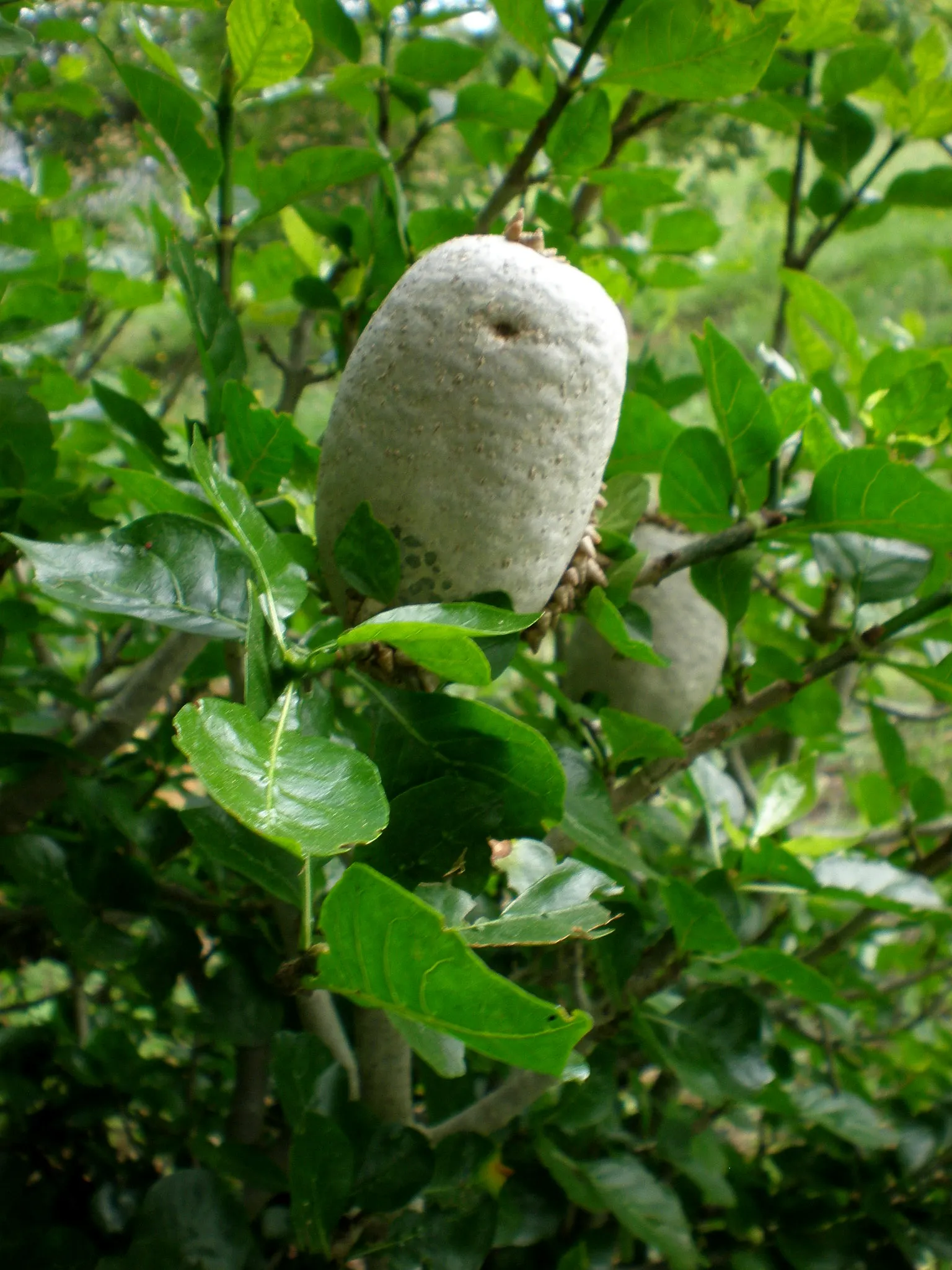 White Gardenia (Gardenia Thunbergia) — This South African native commonly reaches heights of 6 to 8 feet and spreads approximately 3 to 5 feet, image 83