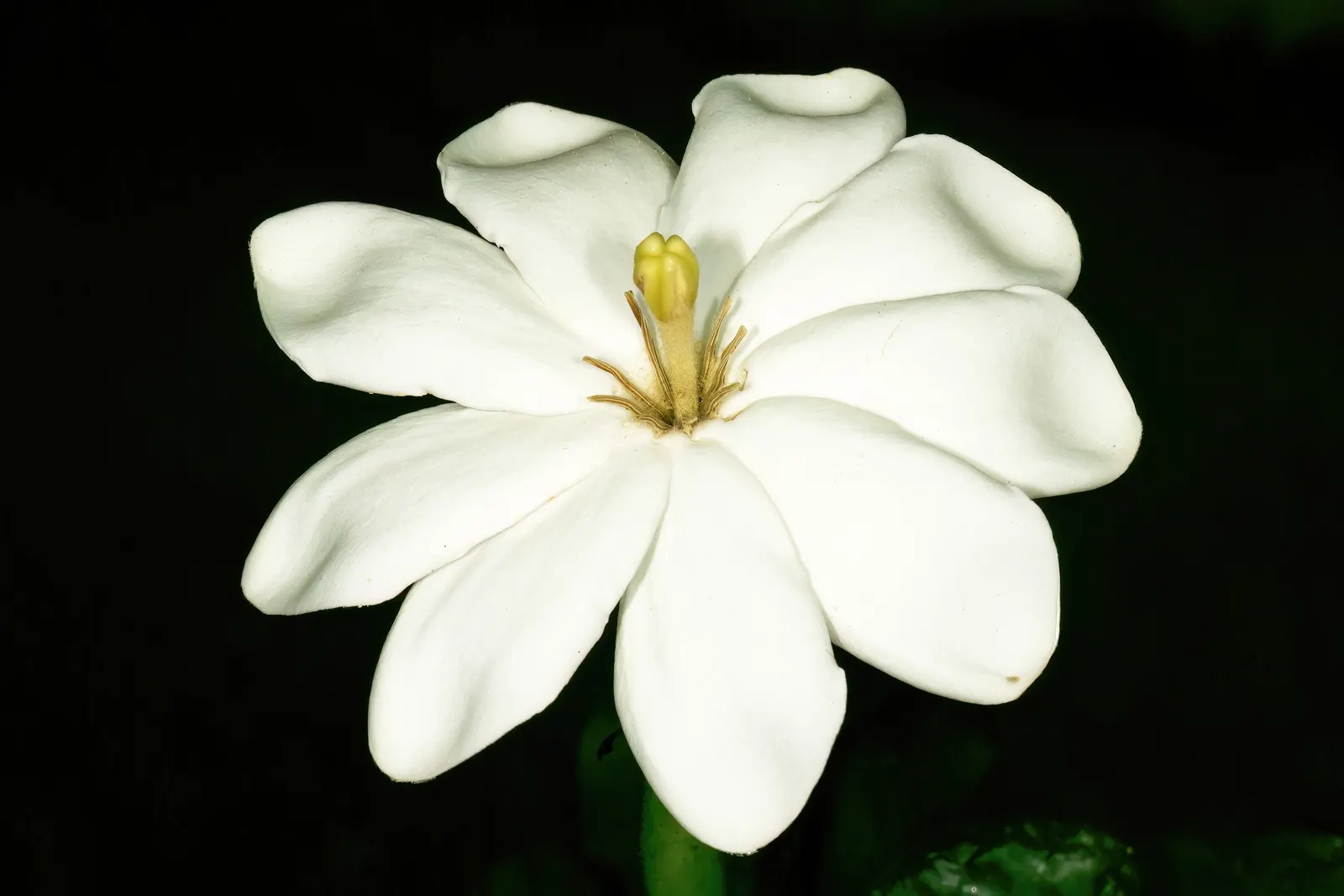 White Gardenia (Gardenia Thunbergia) — is a captivating evergreen shrub renowned for its rich; woody capsule that persists on the shrub