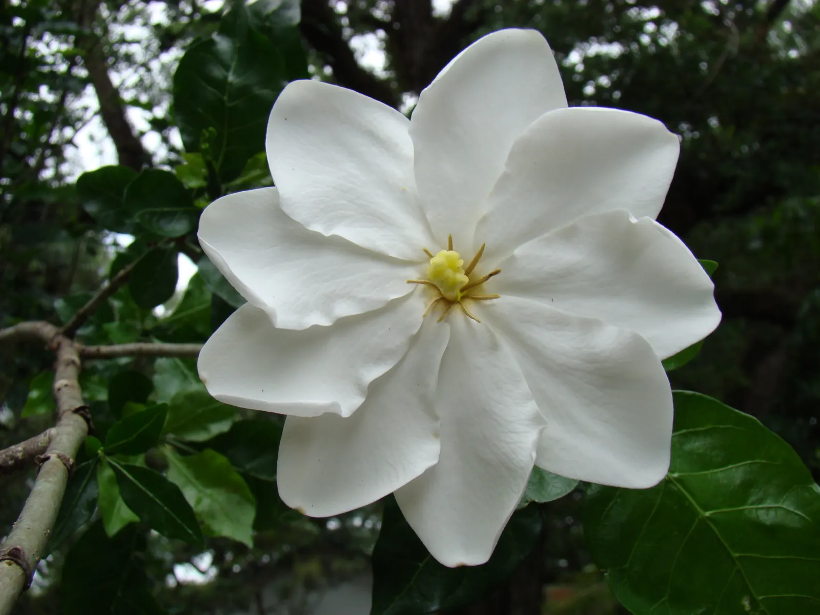 White Gardenia (Gardenia Thunbergia) — This South African native commonly reaches heights of 6 to 8 feet and spreads approximately 3 to 5 feet, image 58
