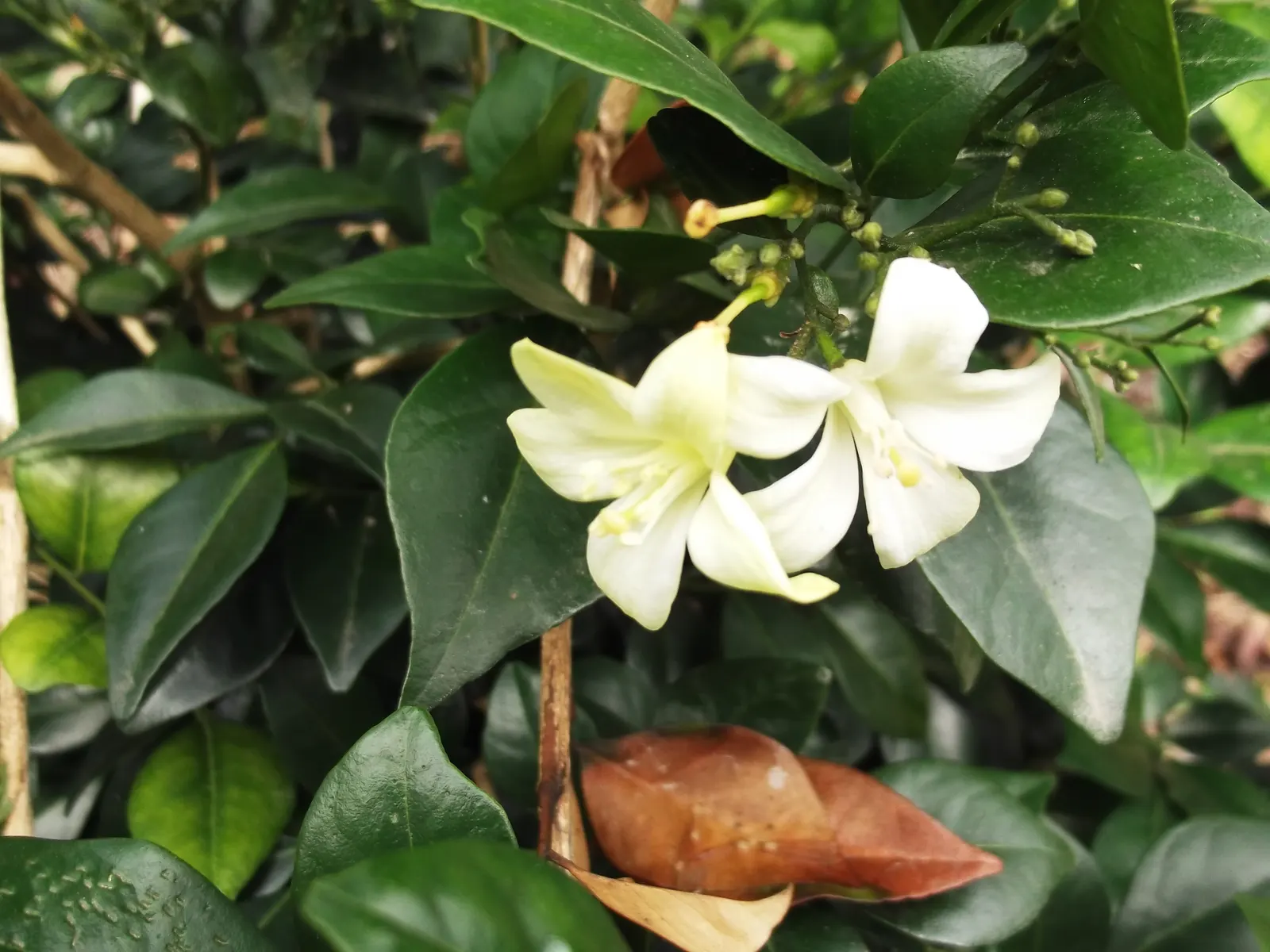 White Gardenia (Gardenia Thunbergia) — dark green foliage and the stunning contrast provided by its creamy white flowers; the White Gardenia is a, image 132