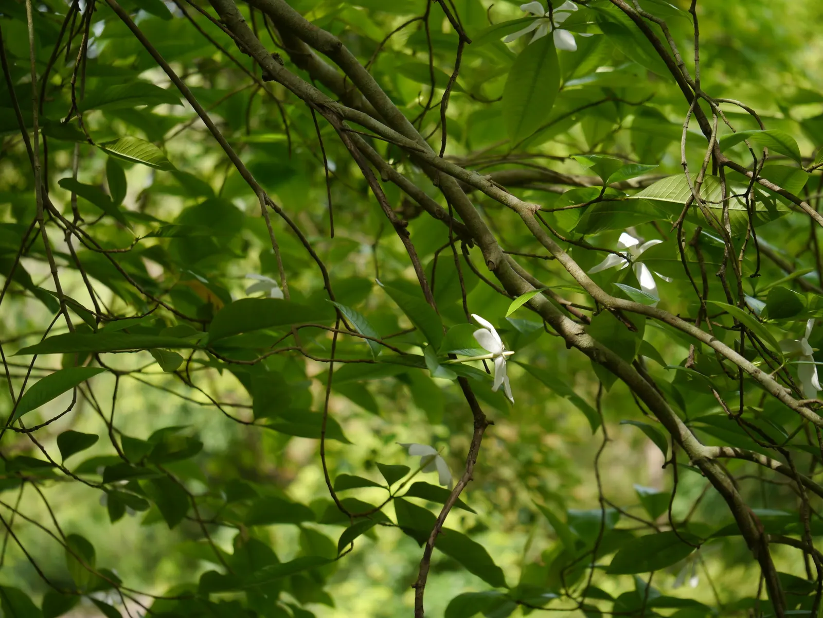 White Gardenia (Gardenia Thunbergia) — Known for its elegance and delicate aroma